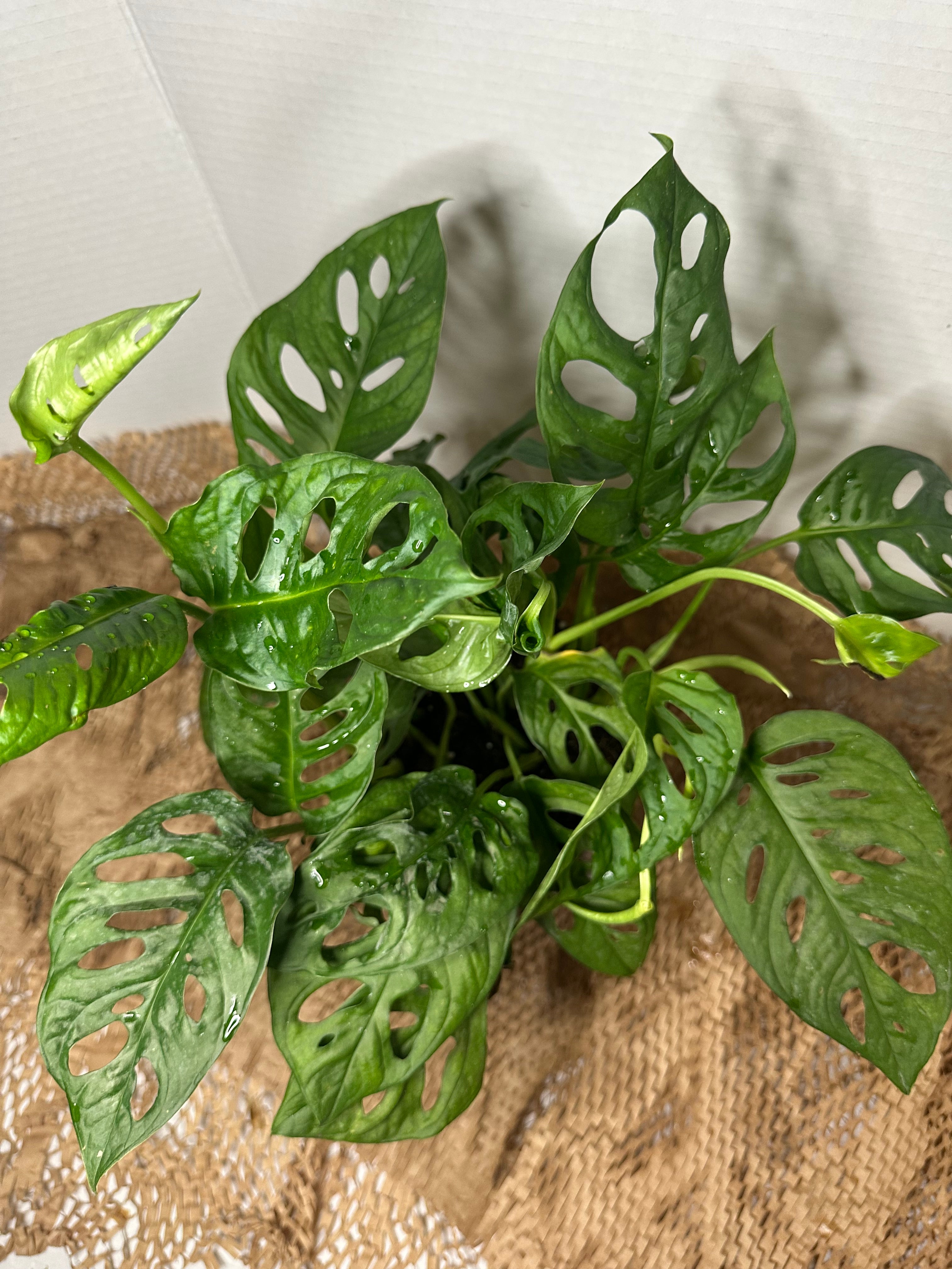 🕳️ Monstera adansonii (Swiss Cheese Vine)