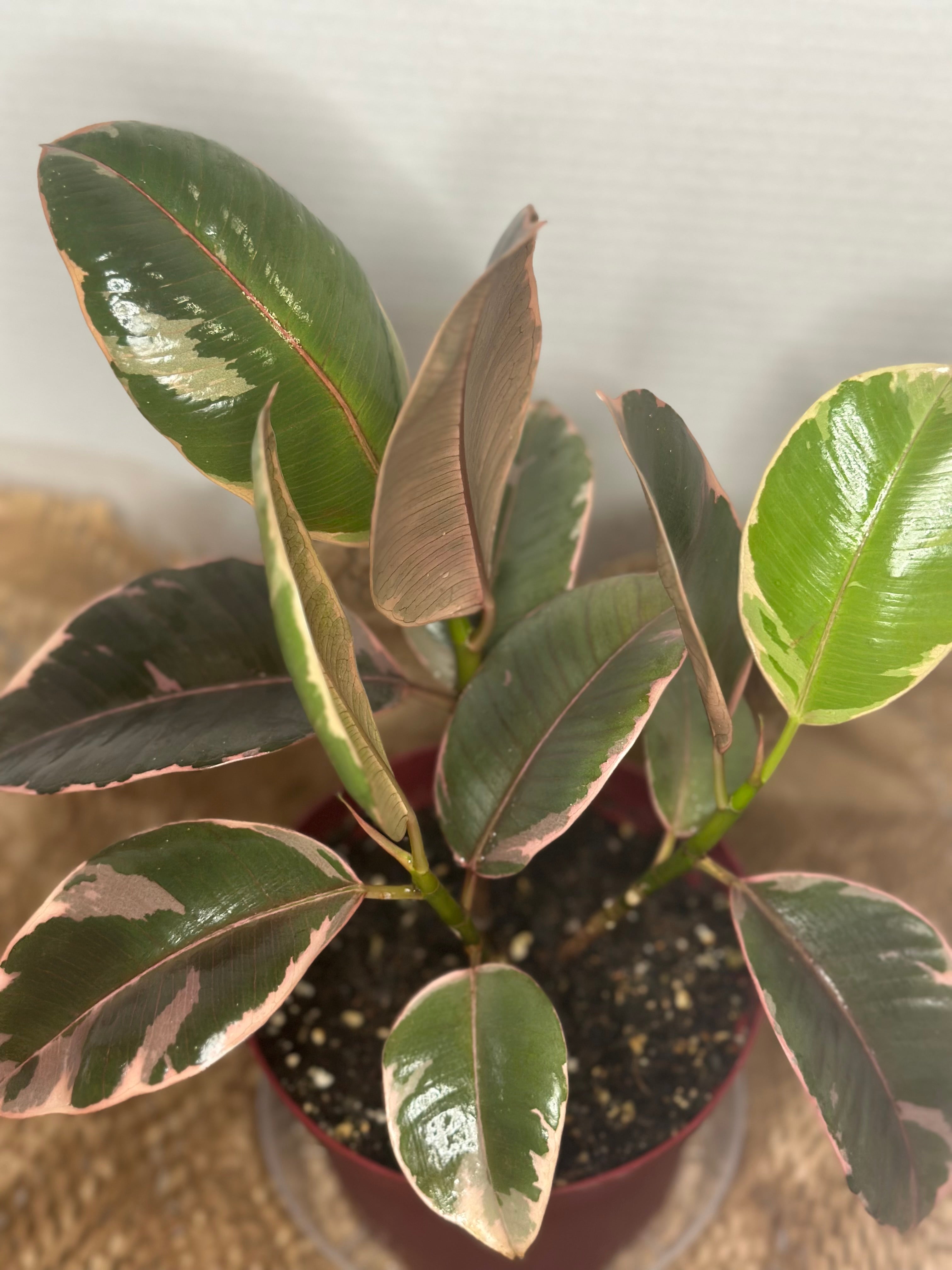 💎 Ruby Ficus (Ficus elastica 'Ruby')