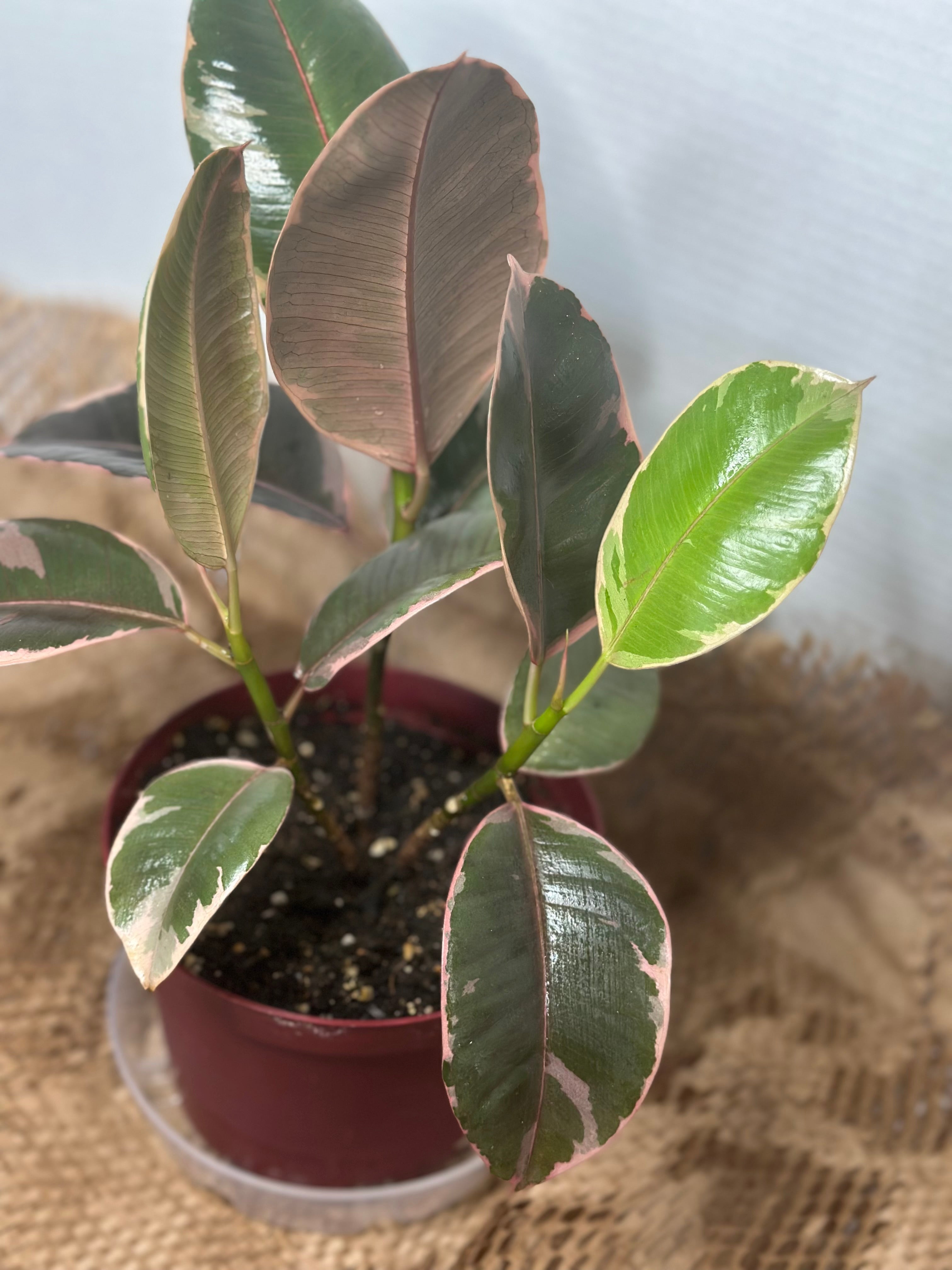 💎 Ruby Ficus (Ficus elastica 'Ruby')
