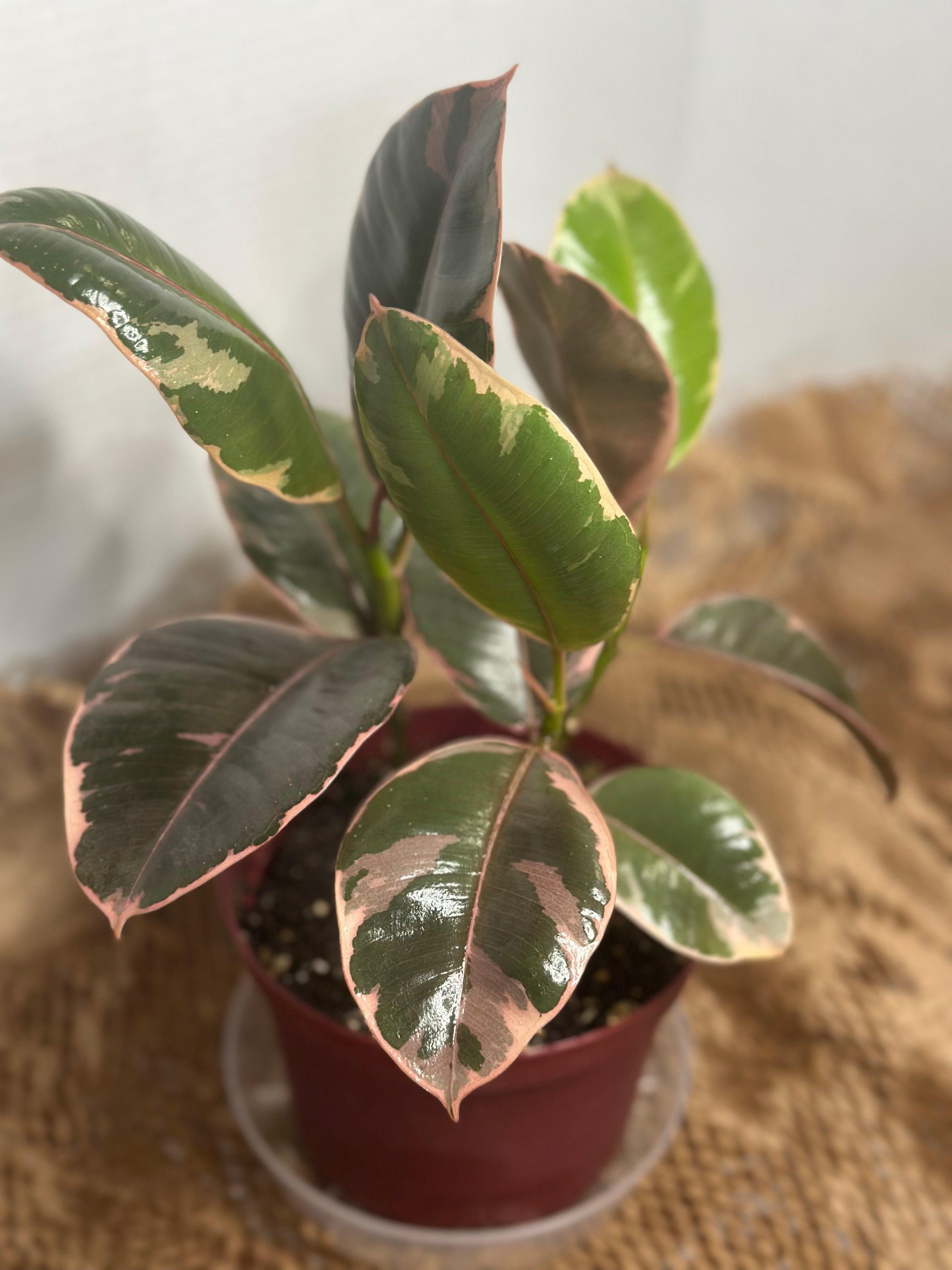 💎 Ruby Ficus (Ficus elastica 'Ruby')