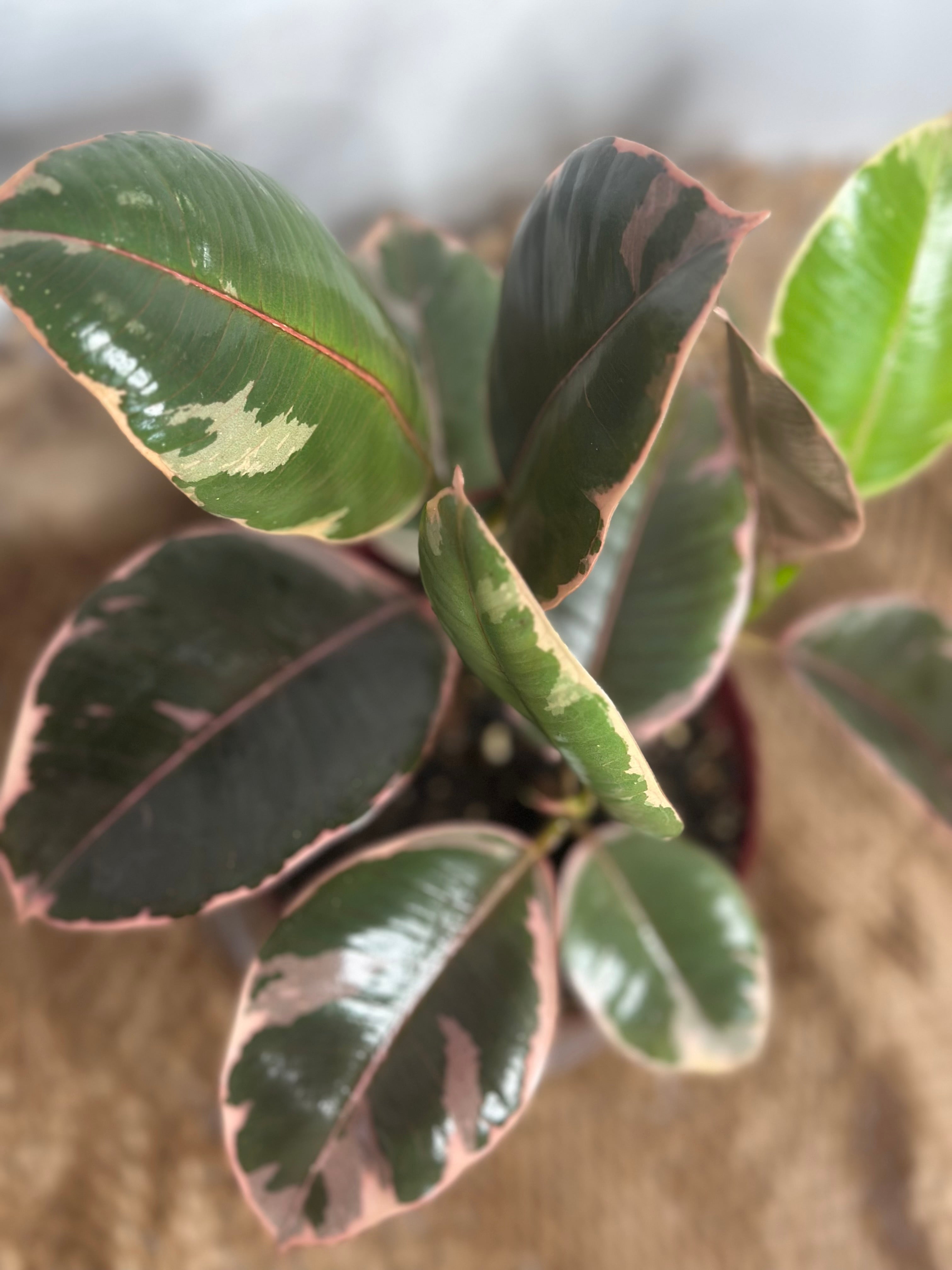 💎 Ruby Ficus (Ficus elastica 'Ruby')
