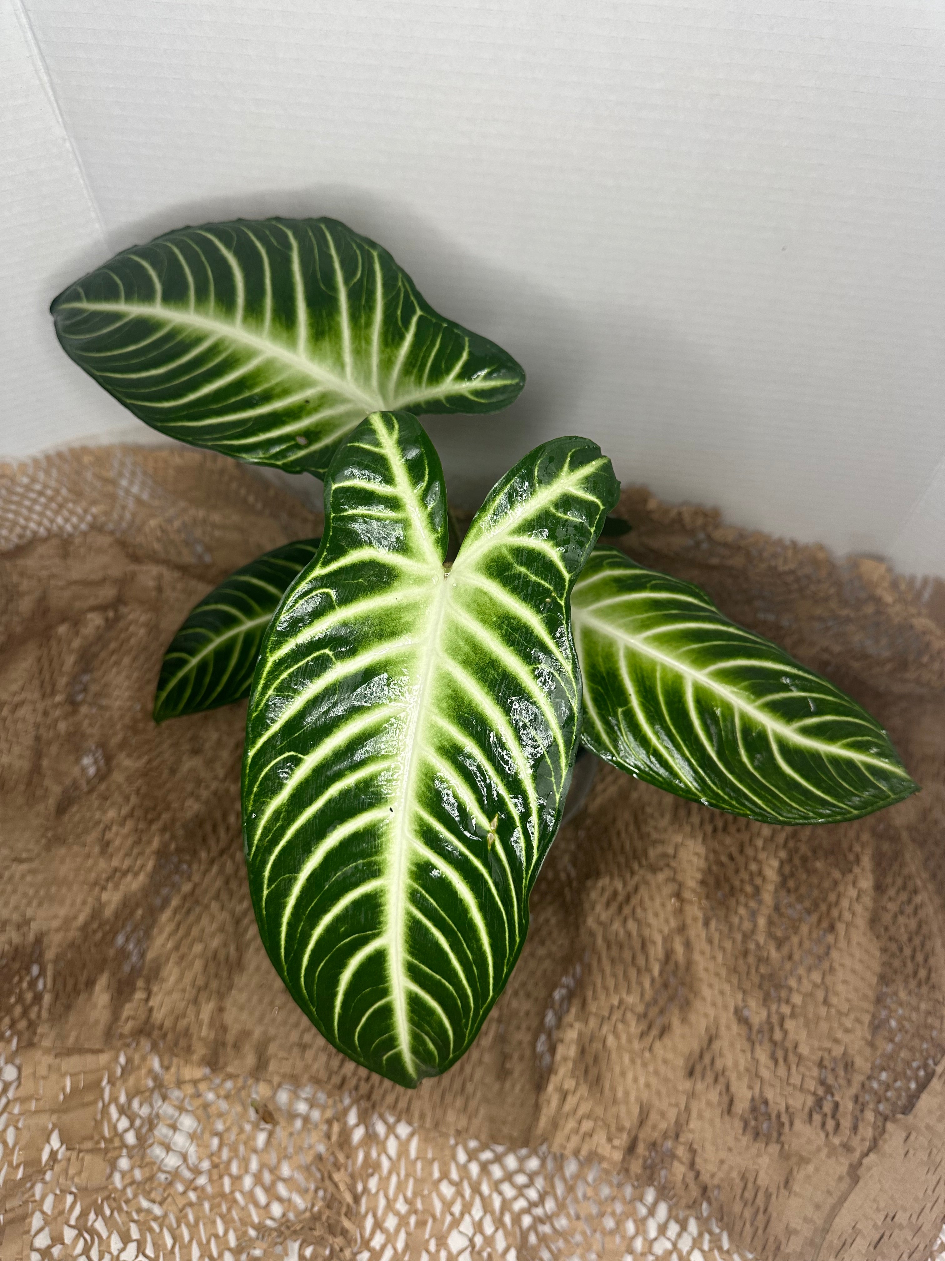 👼 Caladium lindenii 'Angel Wings' (White Angel Caladium)