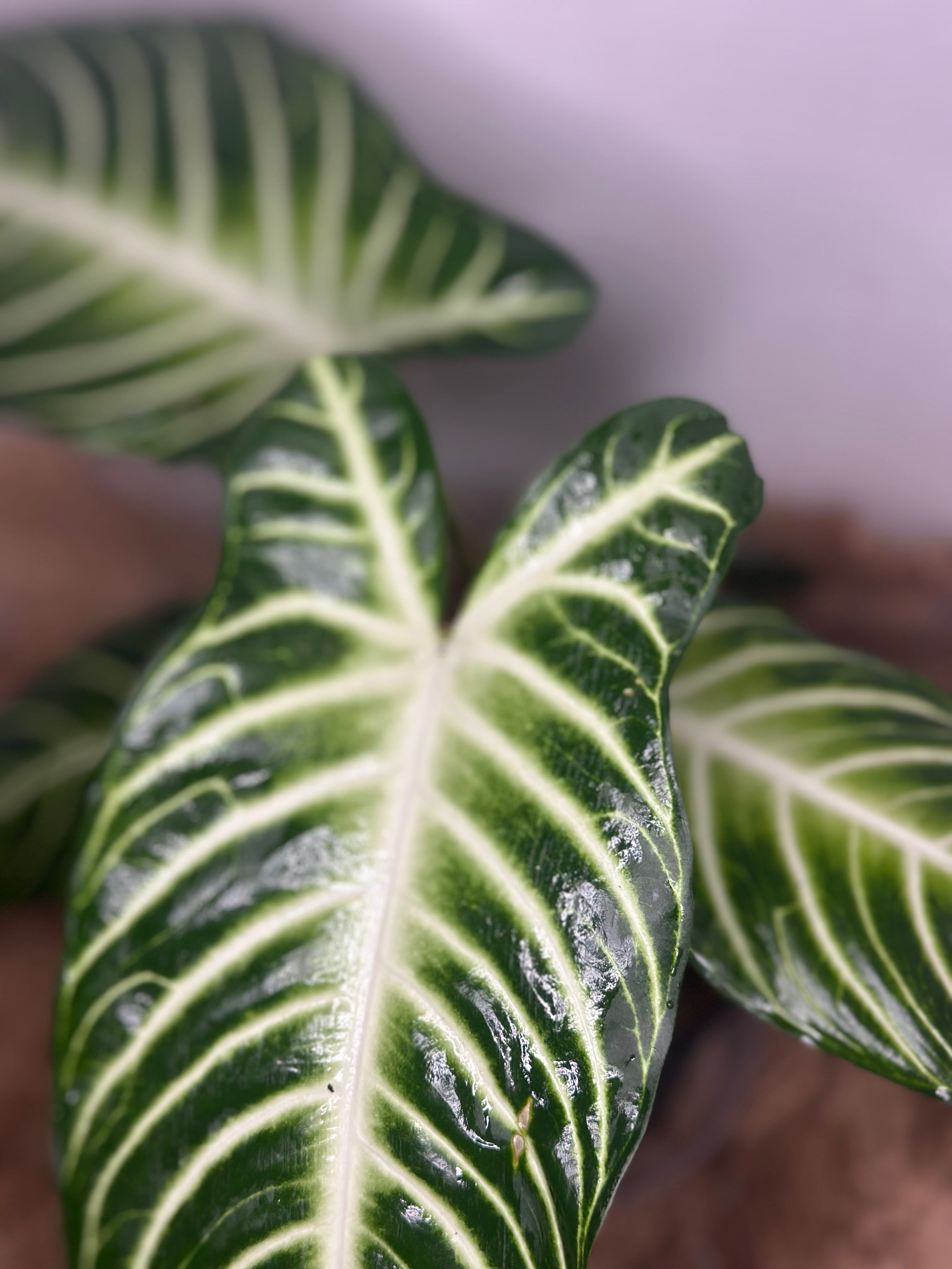 👼 Caladium lindenii 'Angel Wings' (White Angel Caladium)