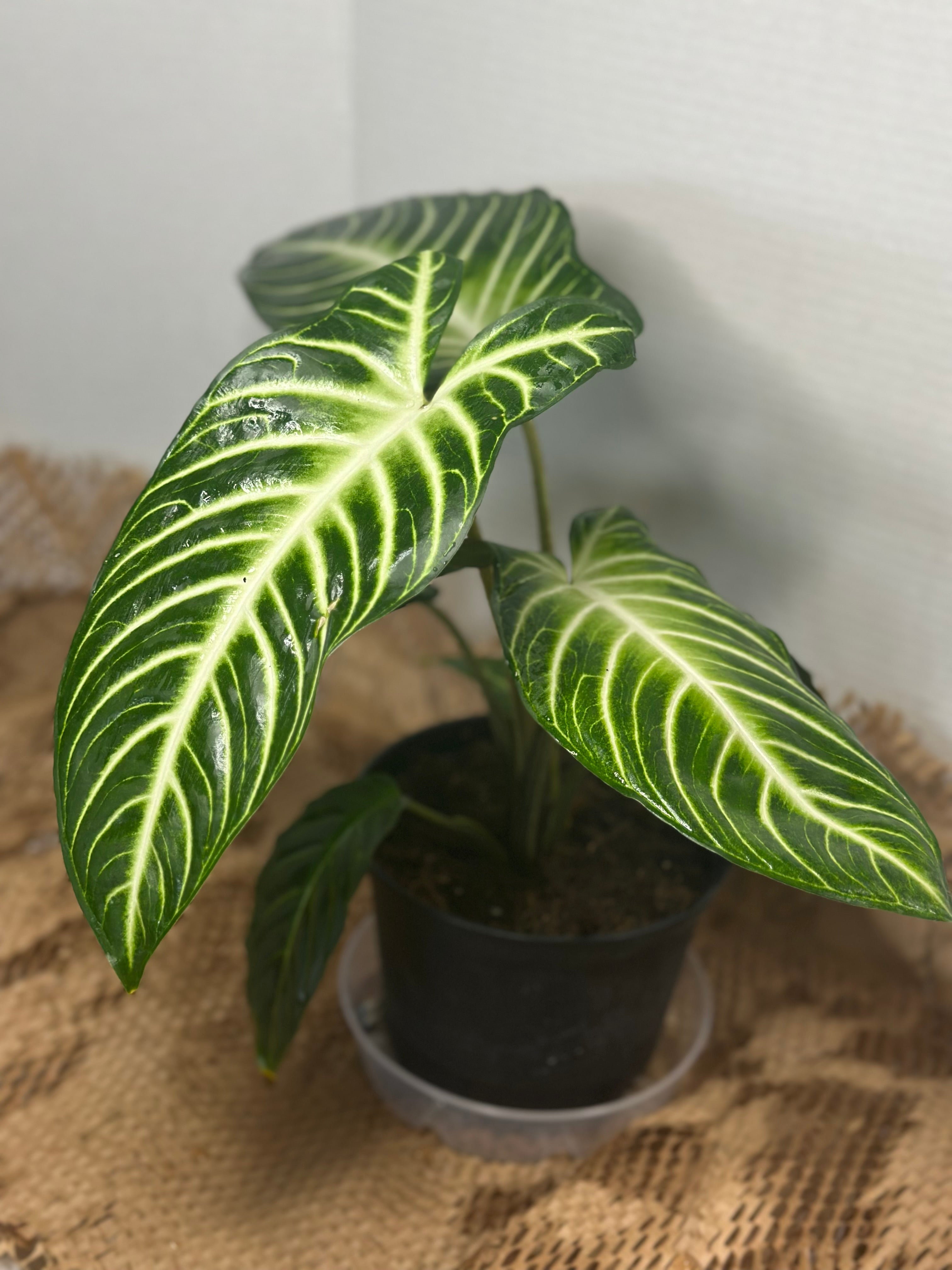 👼 Caladium lindenii 'Angel Wings' (White Angel Caladium)