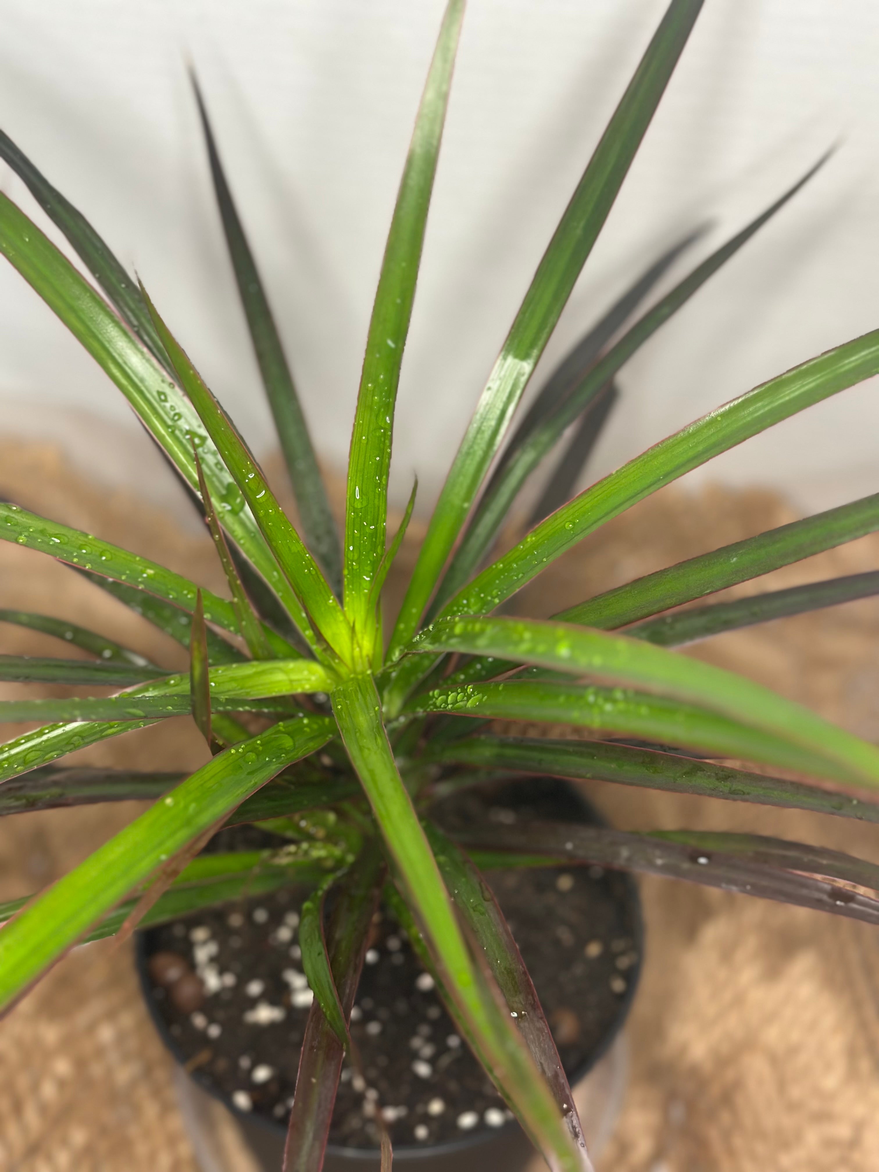 🌿 Dracaena Marginata (Madagascar Dragon Tree)
