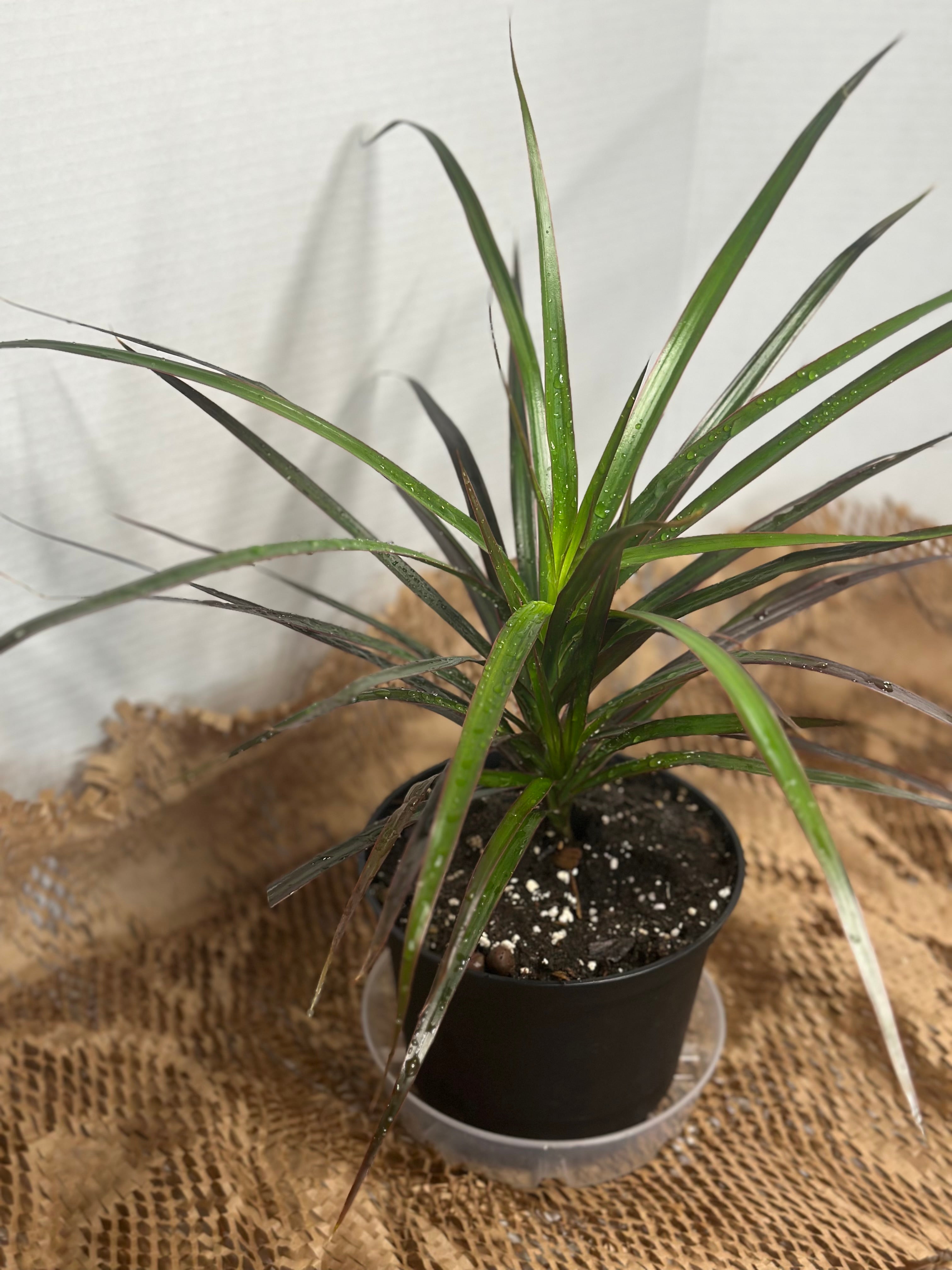🌿 Dracaena Marginata (Madagascar Dragon Tree)