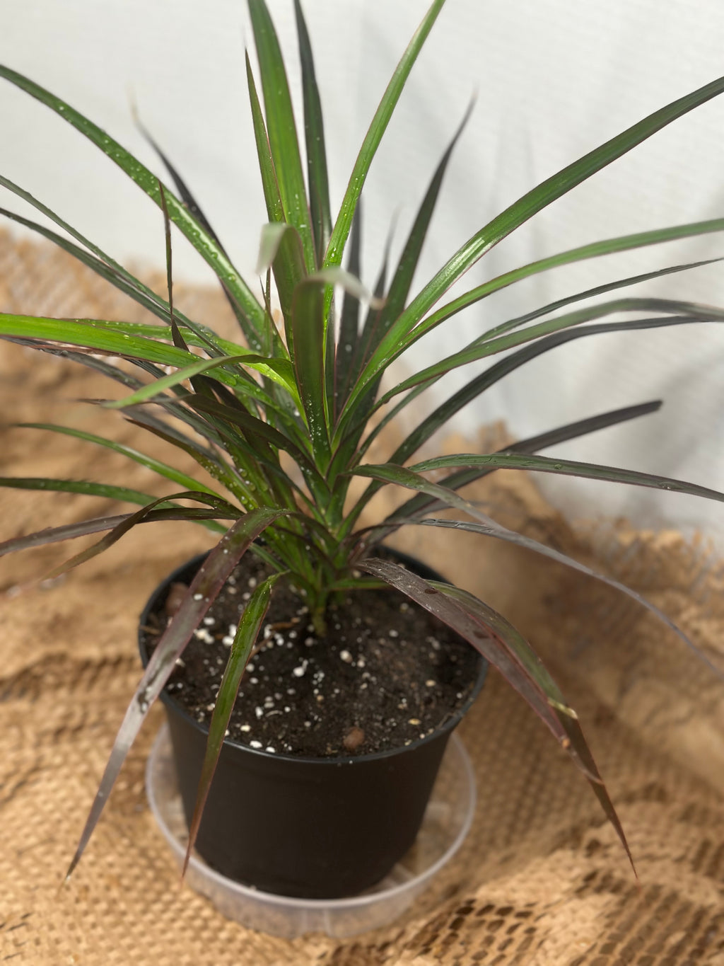 🌿 Dracaena Marginata (Madagascar Dragon Tree)