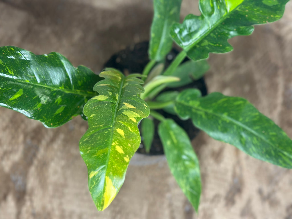 🔥 Philodendron 'Ring of Fire' (Fiery Climbing Beauty)1