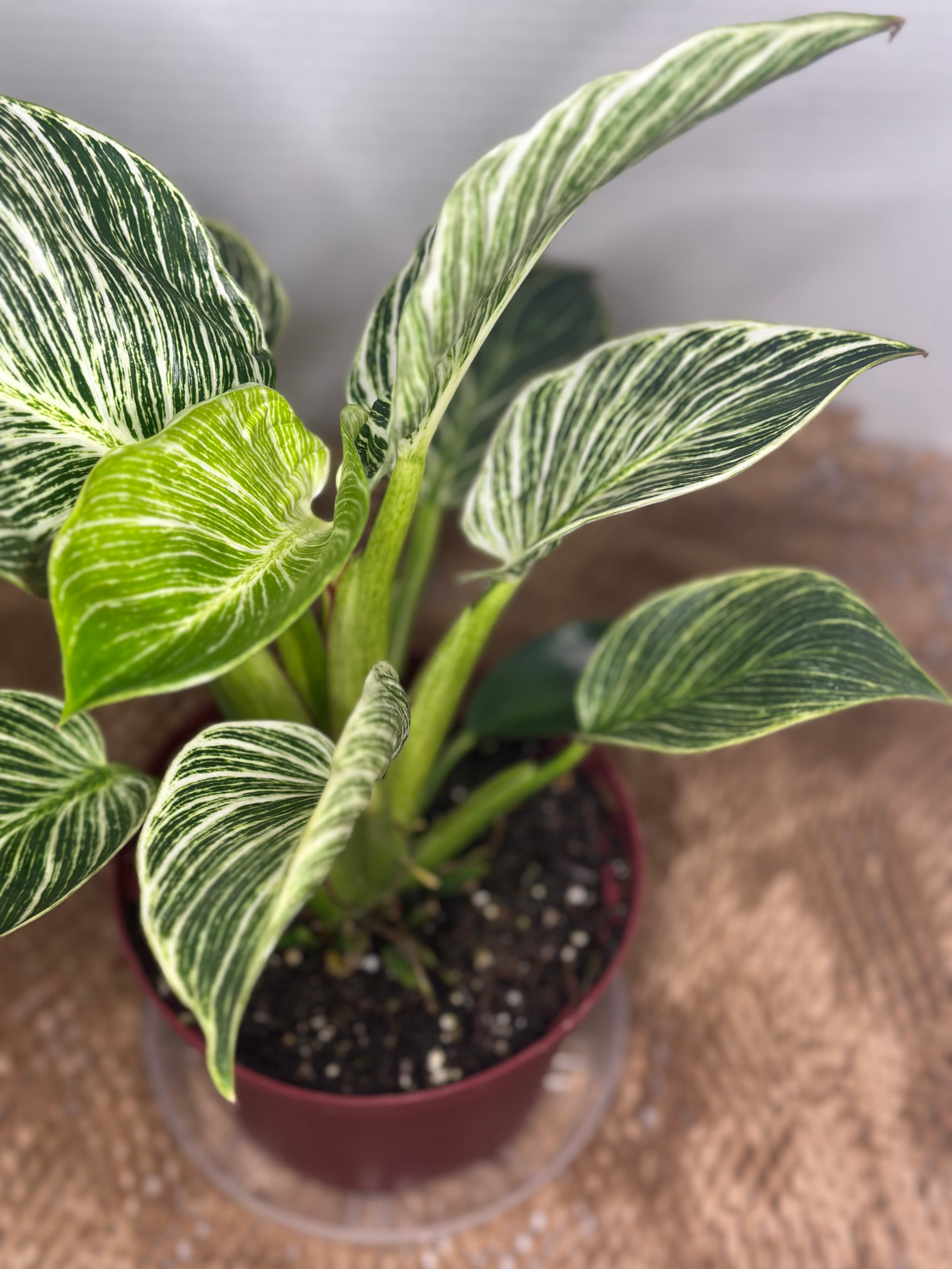 🌿 Philodendron Birkin (White Wave Philodendron)