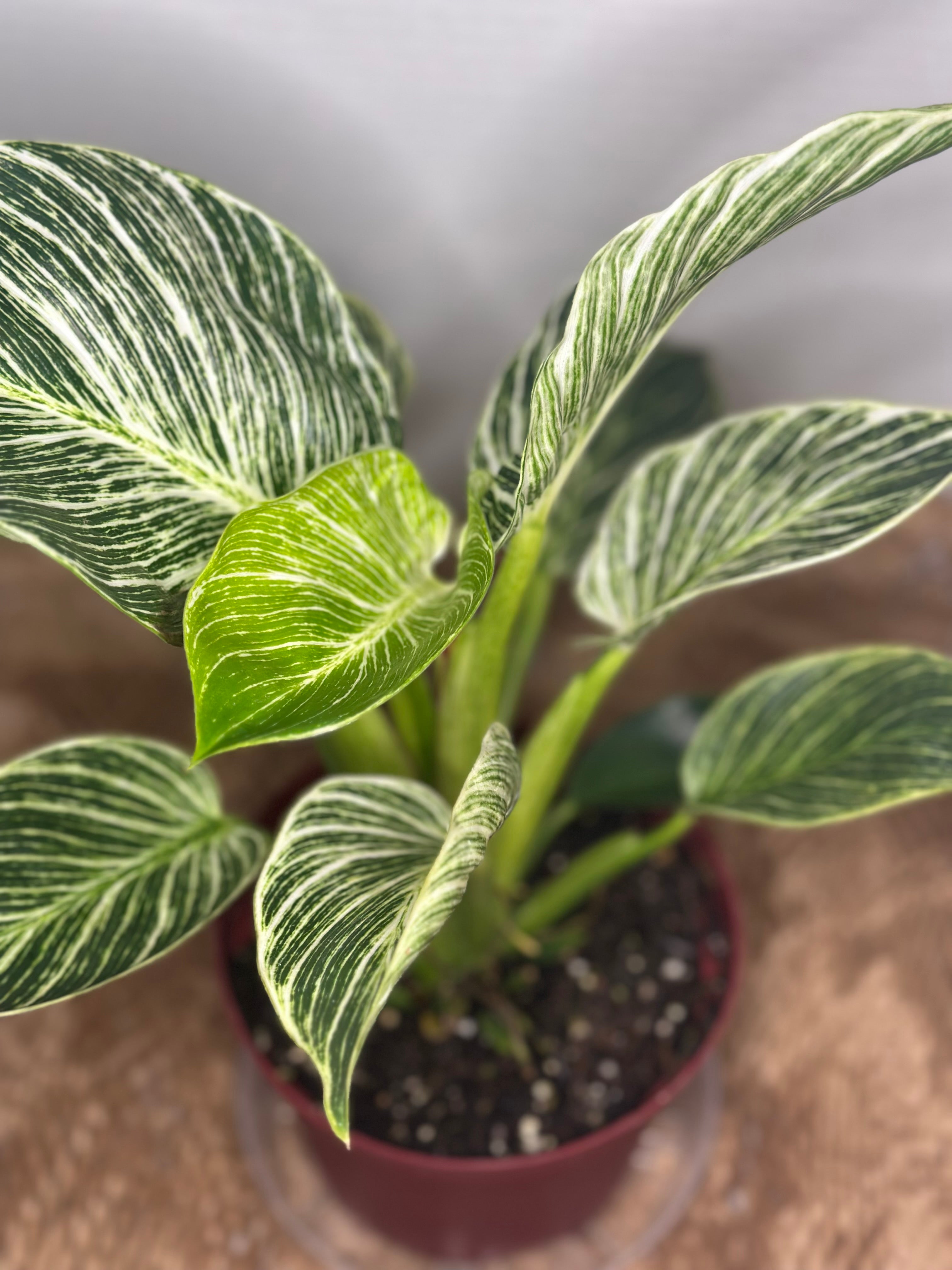 🌿 Philodendron Birkin (White Wave Philodendron)