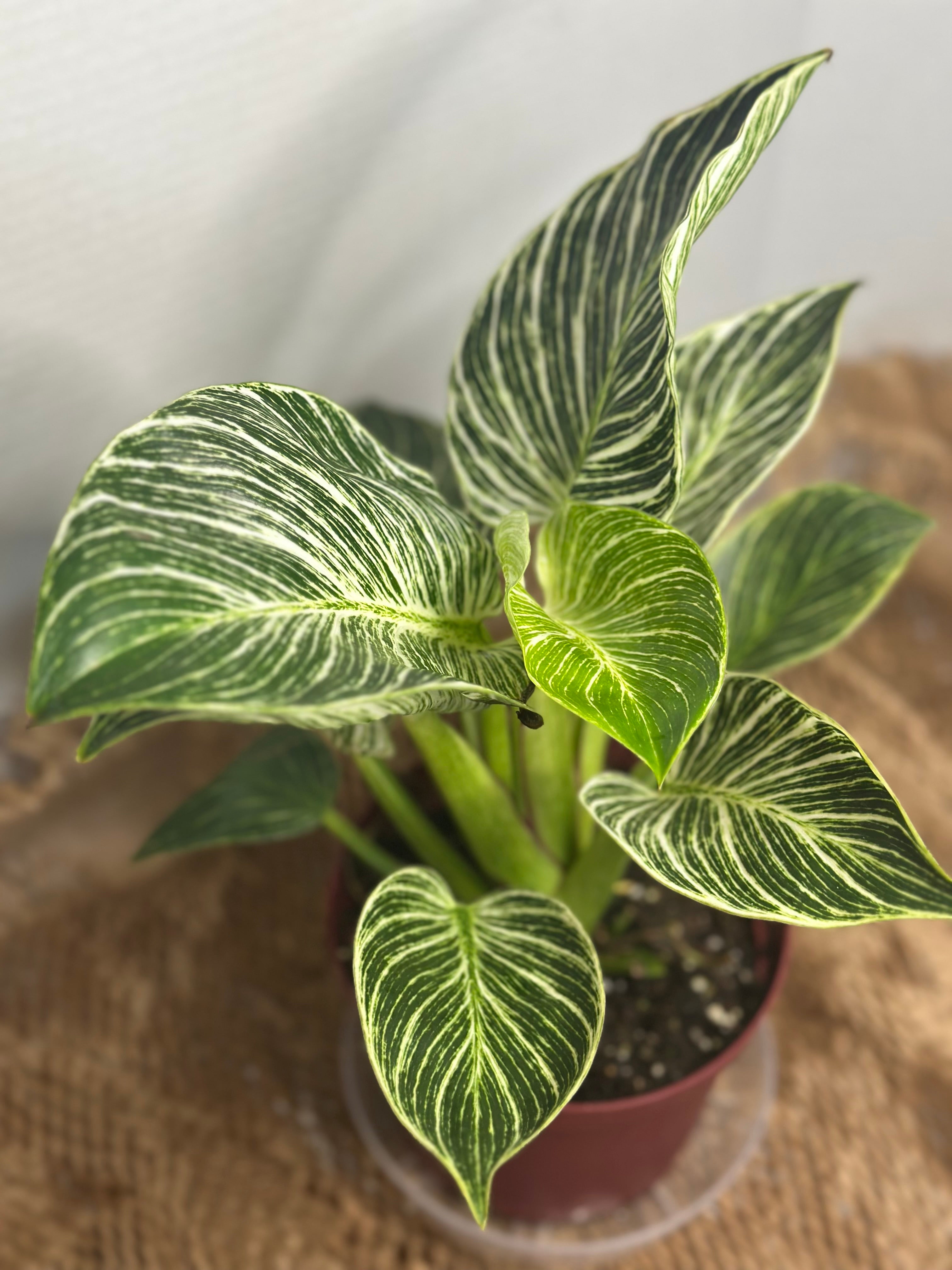 🌿 Philodendron Birkin (White Wave Philodendron)