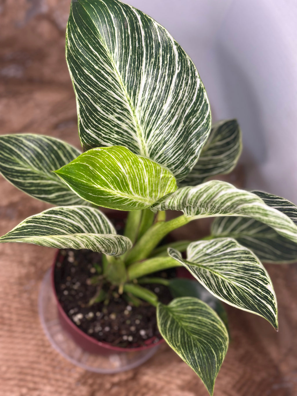 🌿 Philodendron Birkin (White Wave Philodendron)