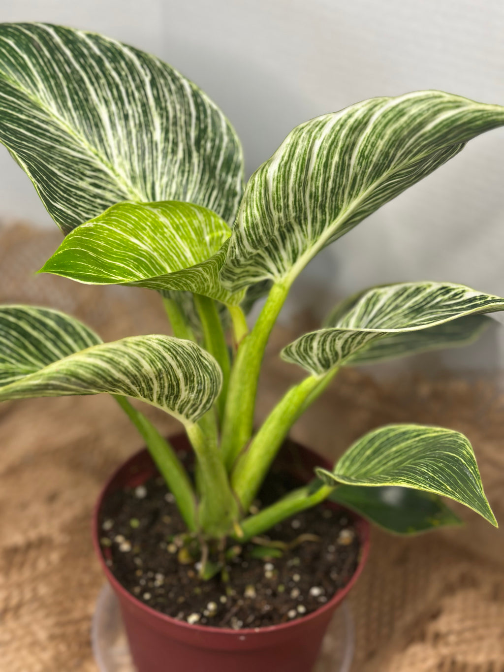 🌿 Philodendron Birkin (White Wave Philodendron)