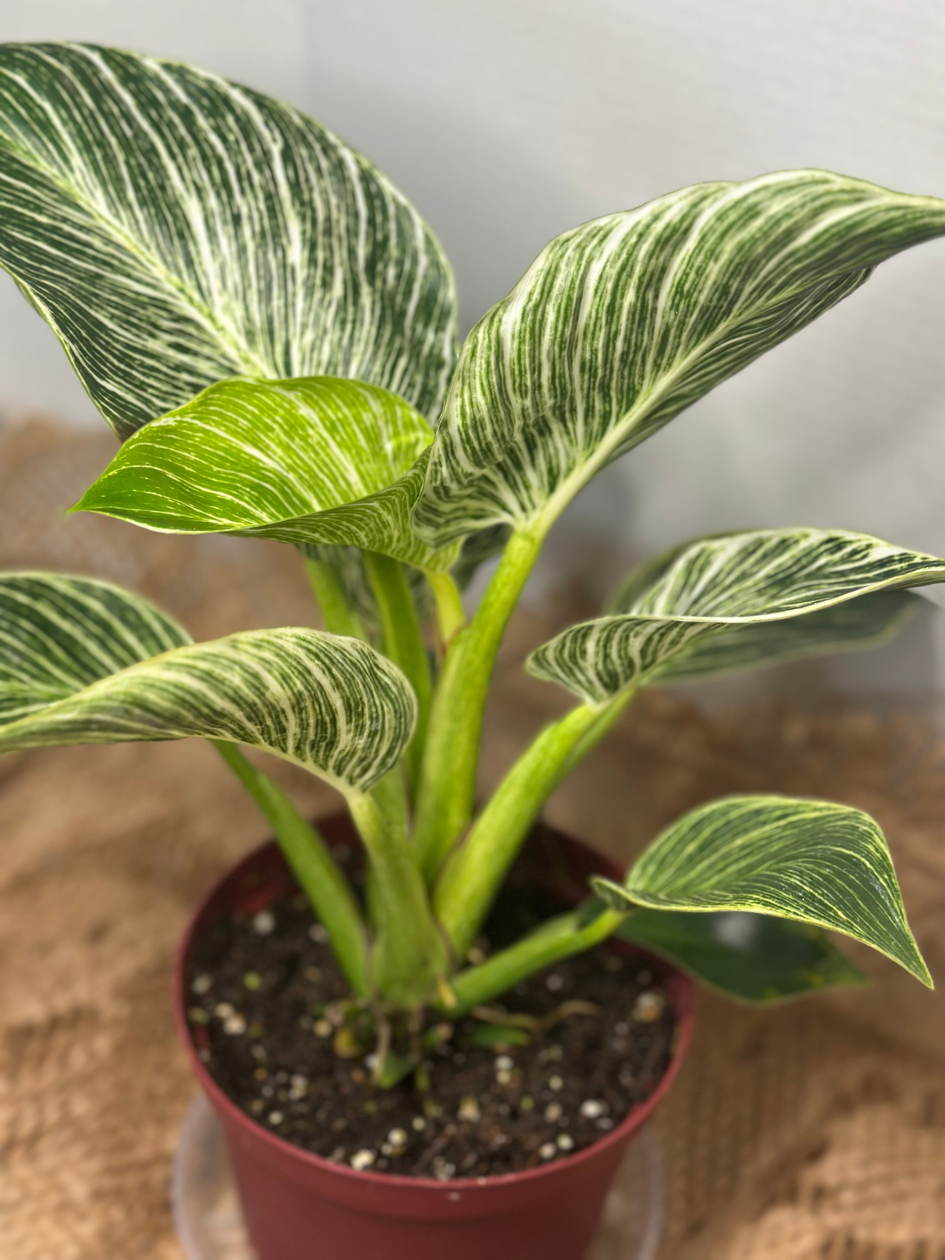 🌿 Philodendron Birkin (White Wave Philodendron)