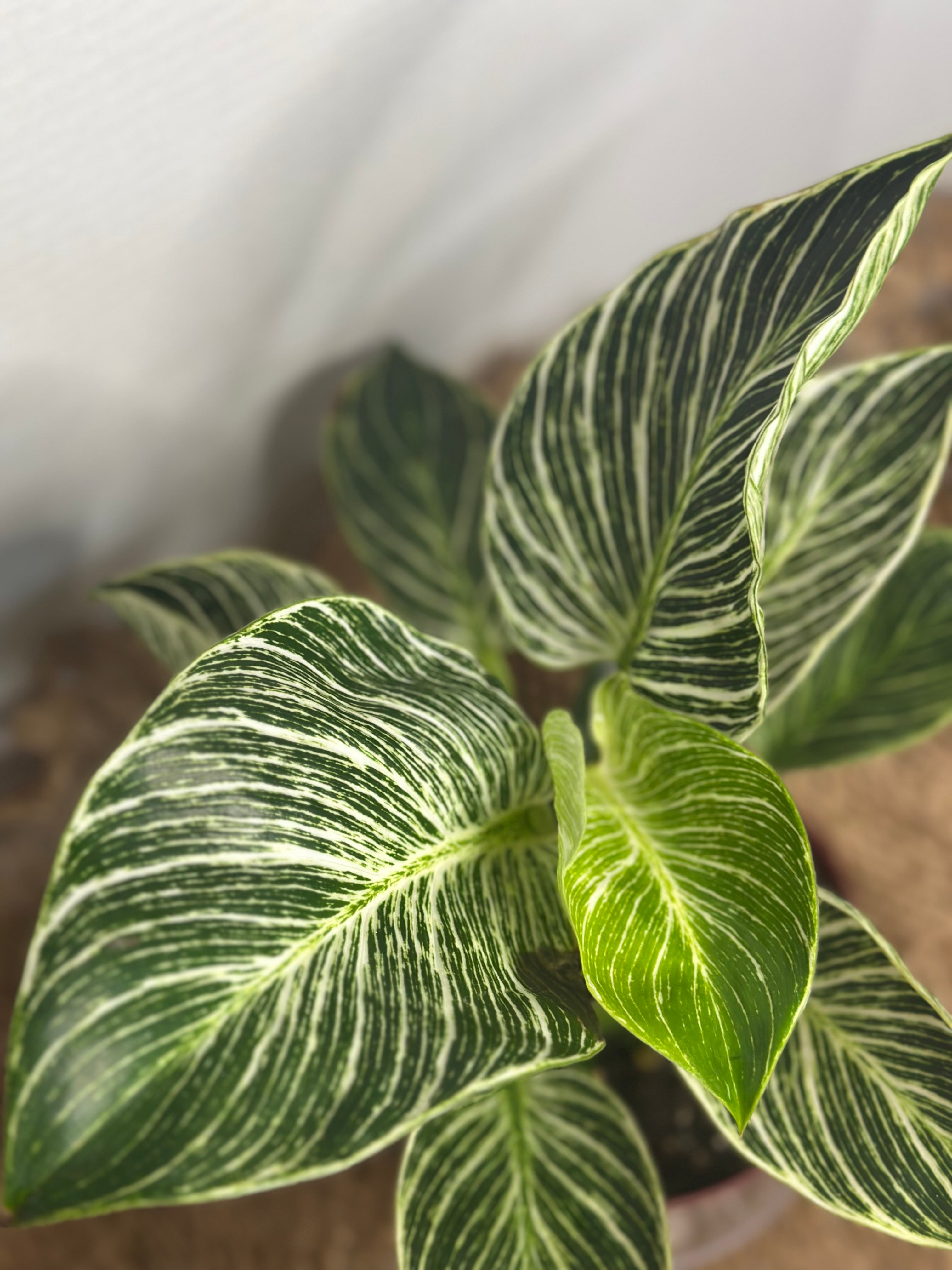 🌿 Philodendron Birkin (White Wave Philodendron)