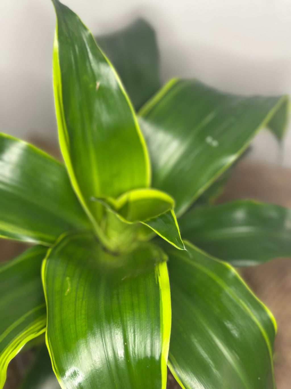 🌿 Dracaena (Dragon Tree)