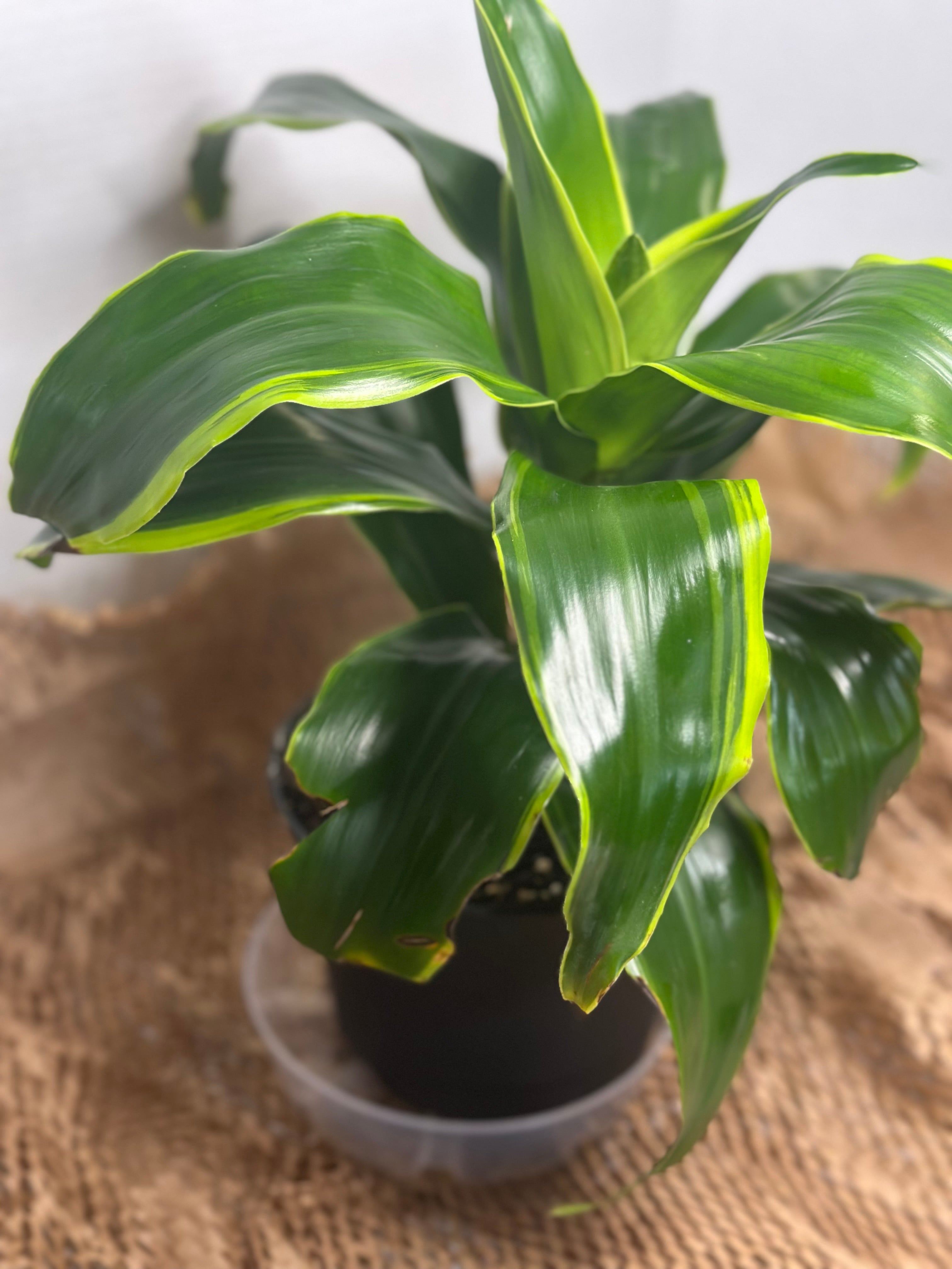 🌿 Dracaena (Dragon Tree)