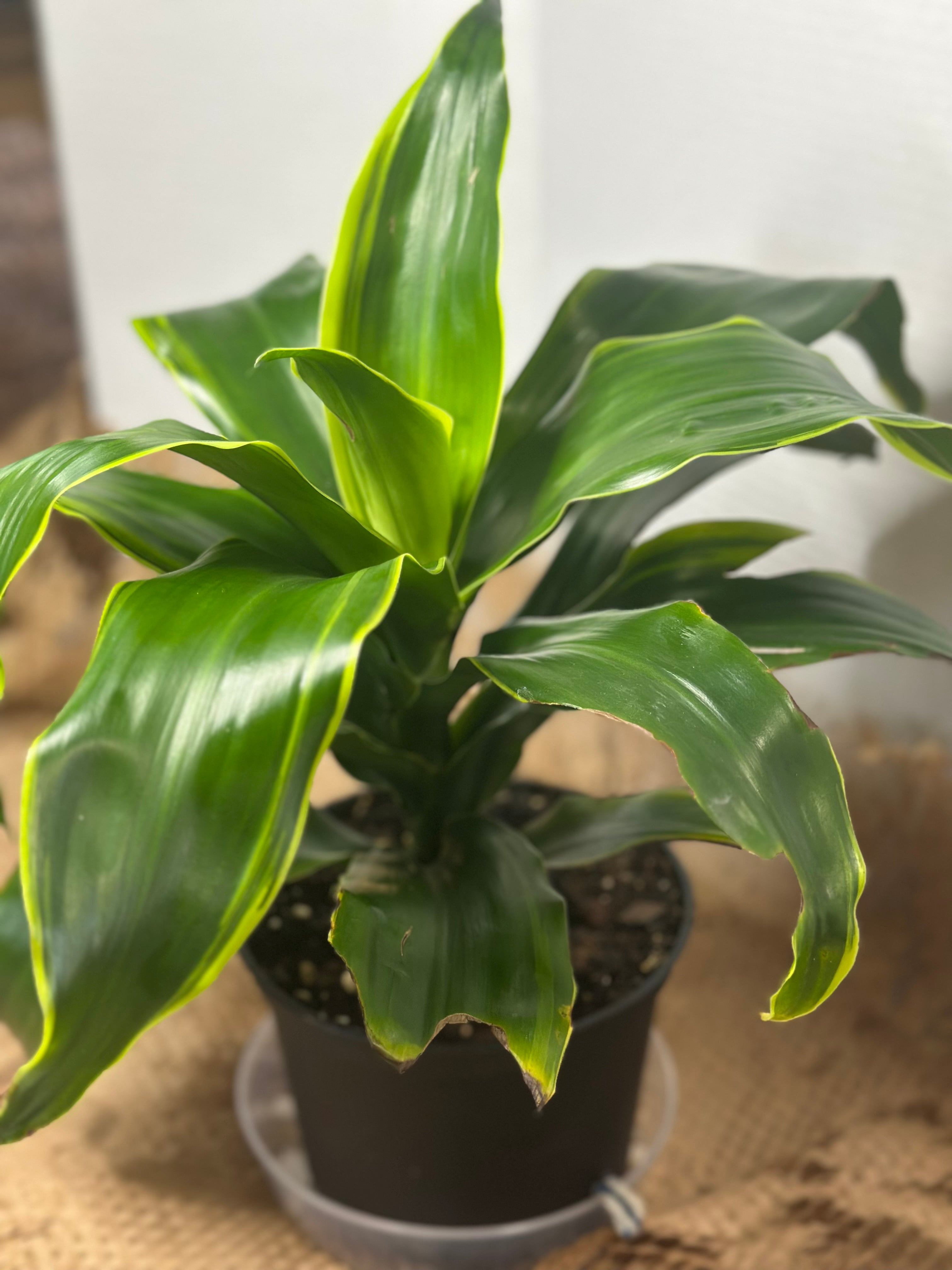 🌿 Dracaena (Dragon Tree)