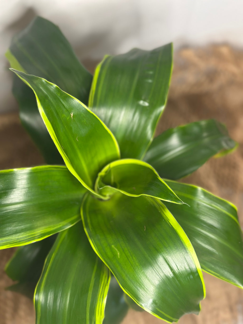 🌿 Dracaena (Dragon Tree)