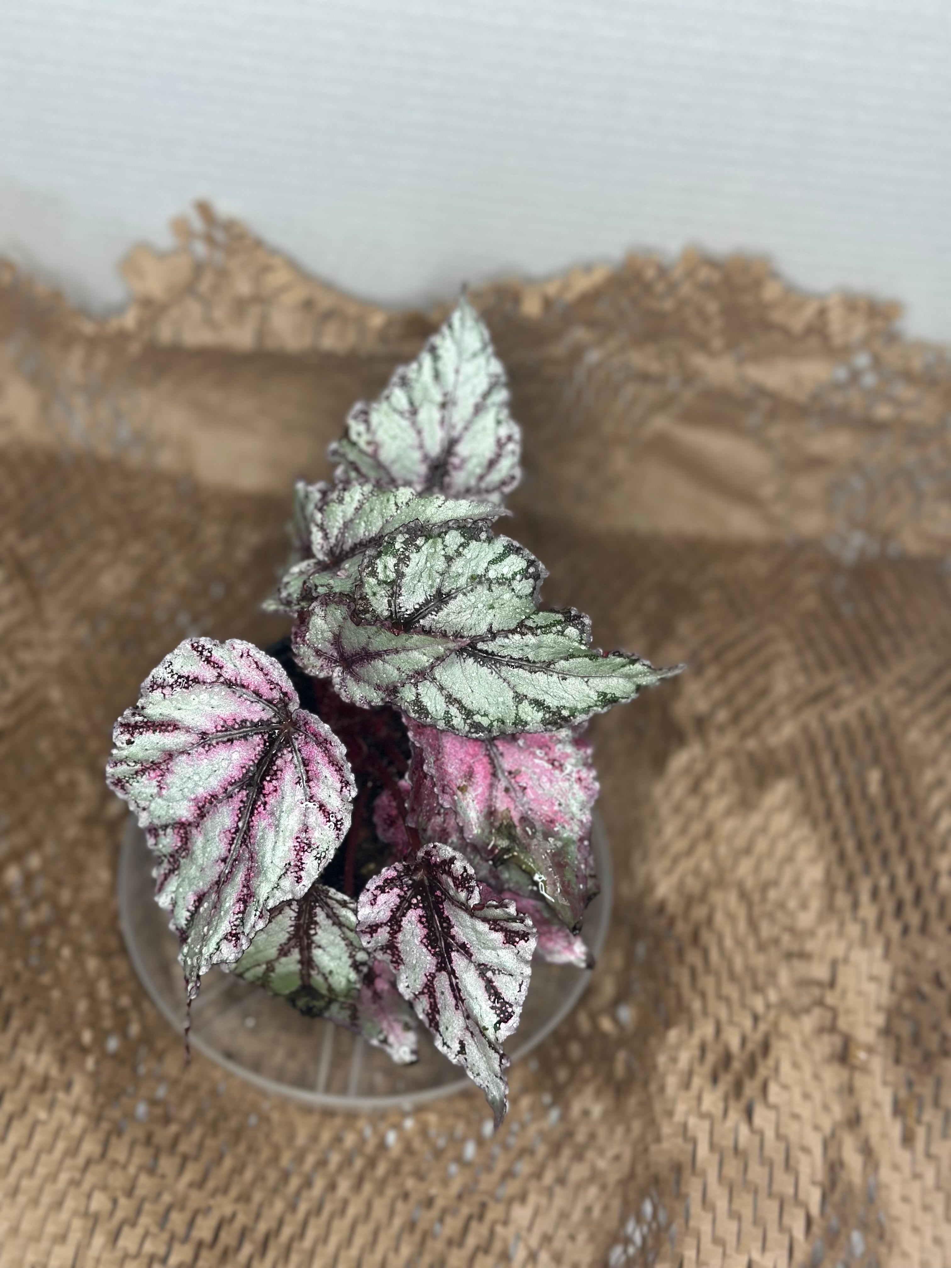🌺 Begonia Rex 'Merengue' (Painted Leaf Begonia)