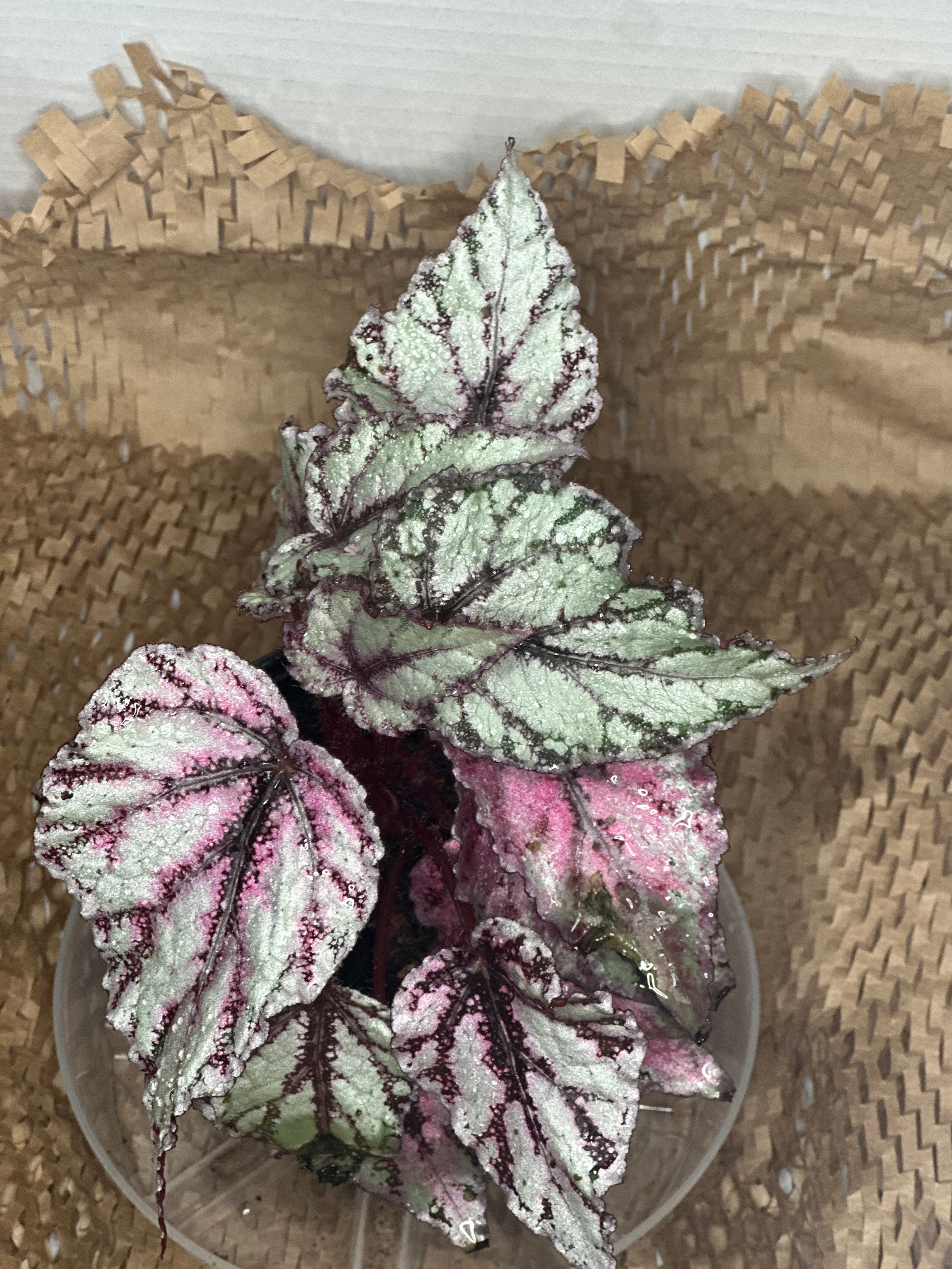 🌺 Begonia Rex 'Merengue' (Painted Leaf Begonia)