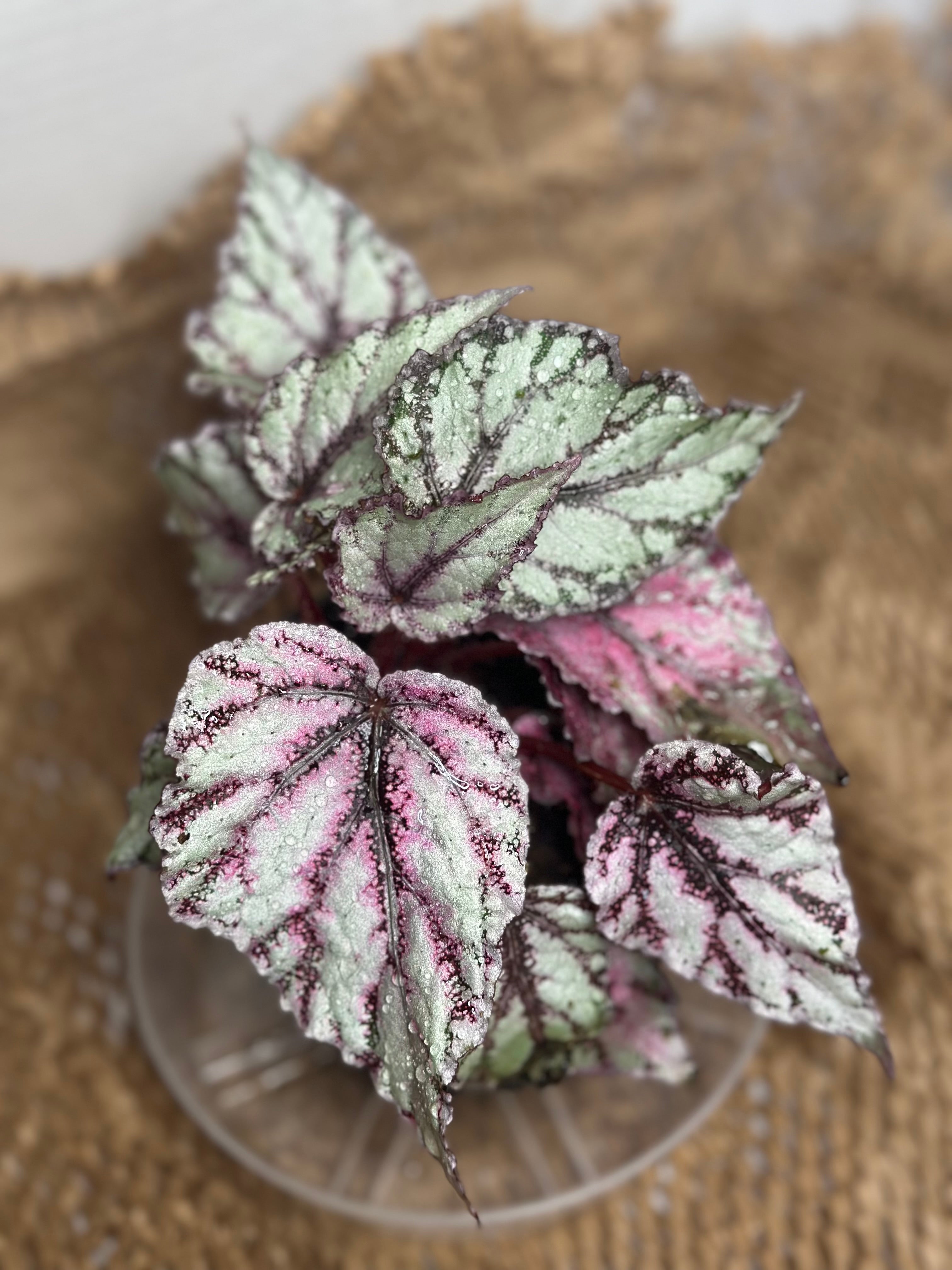 🌺 Begonia Rex 'Merengue' (Painted Leaf Begonia)