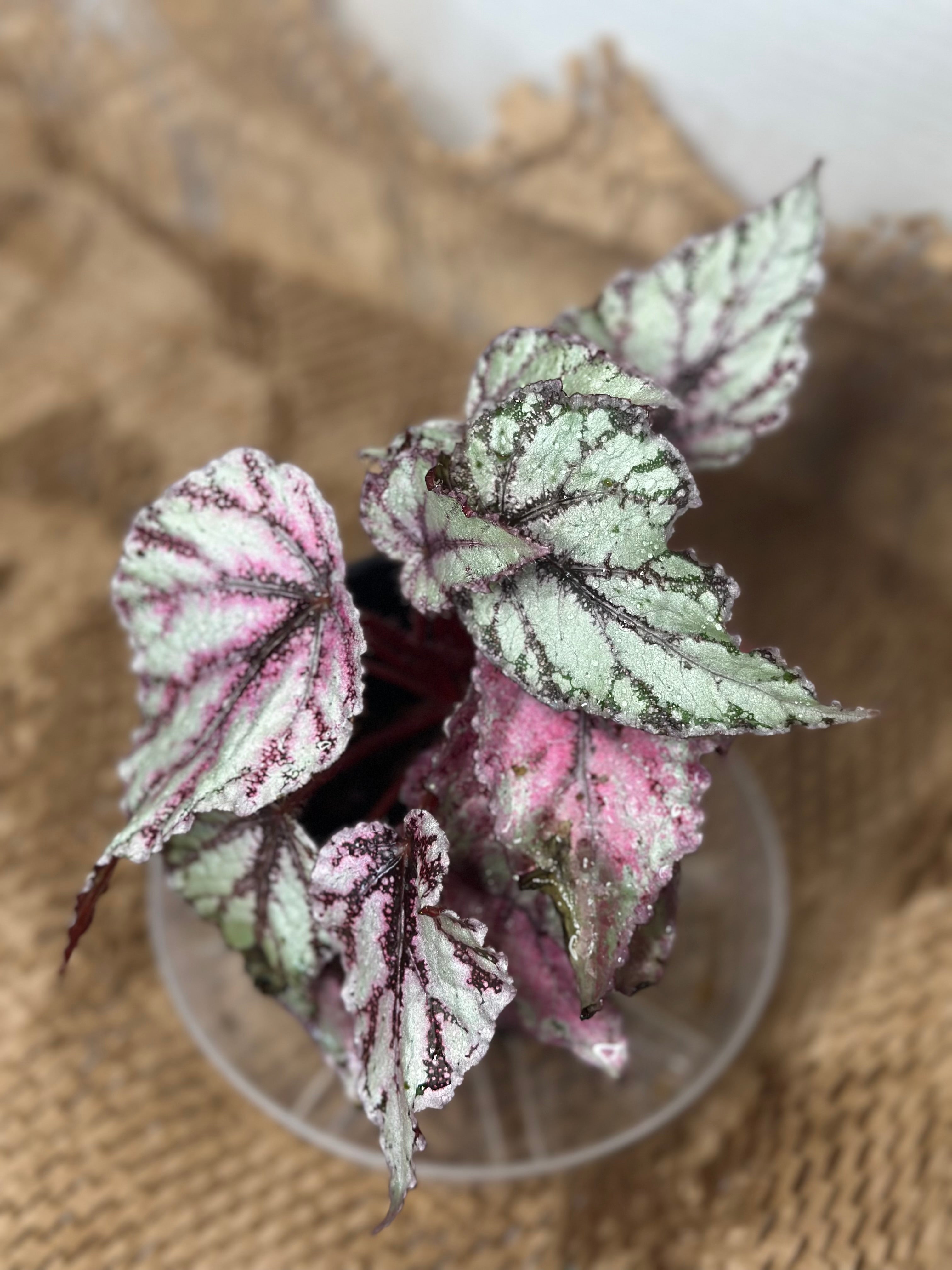 🌺 Begonia Rex 'Merengue' (Painted Leaf Begonia)