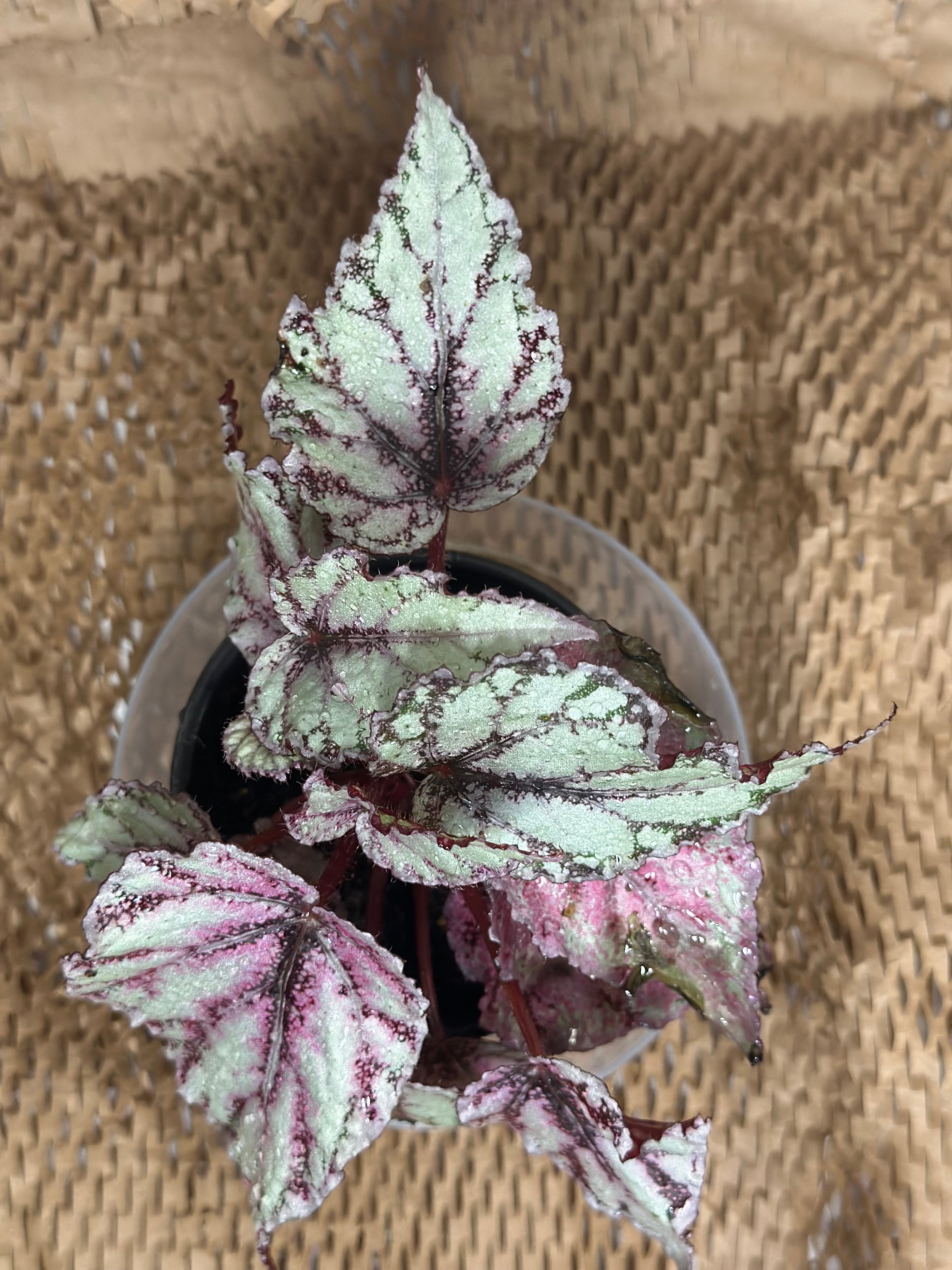 🌺 Begonia Rex 'Merengue' (Painted Leaf Begonia)