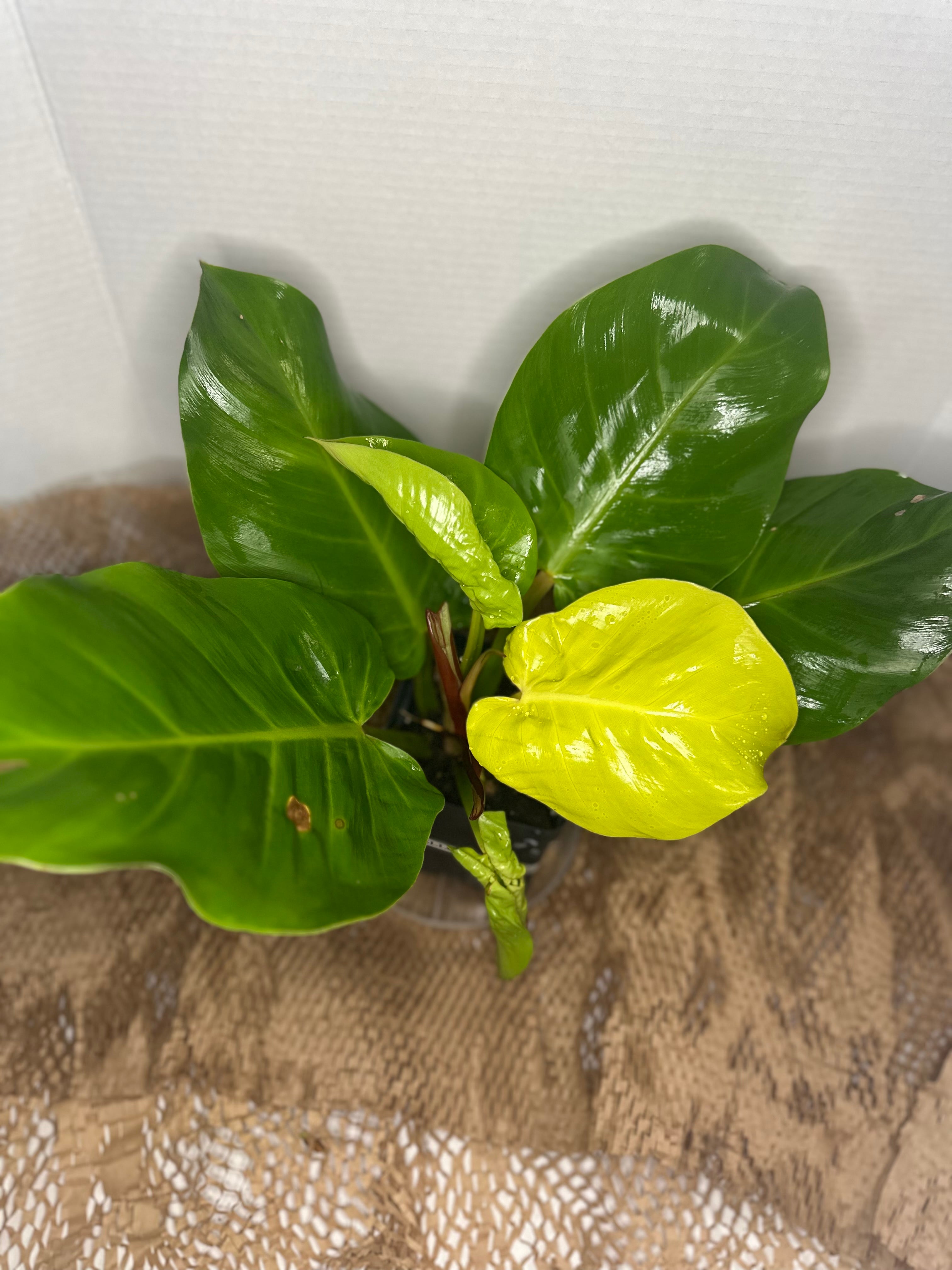 🔥 Philodendron Yellow Flame (Golden Fire Climber)