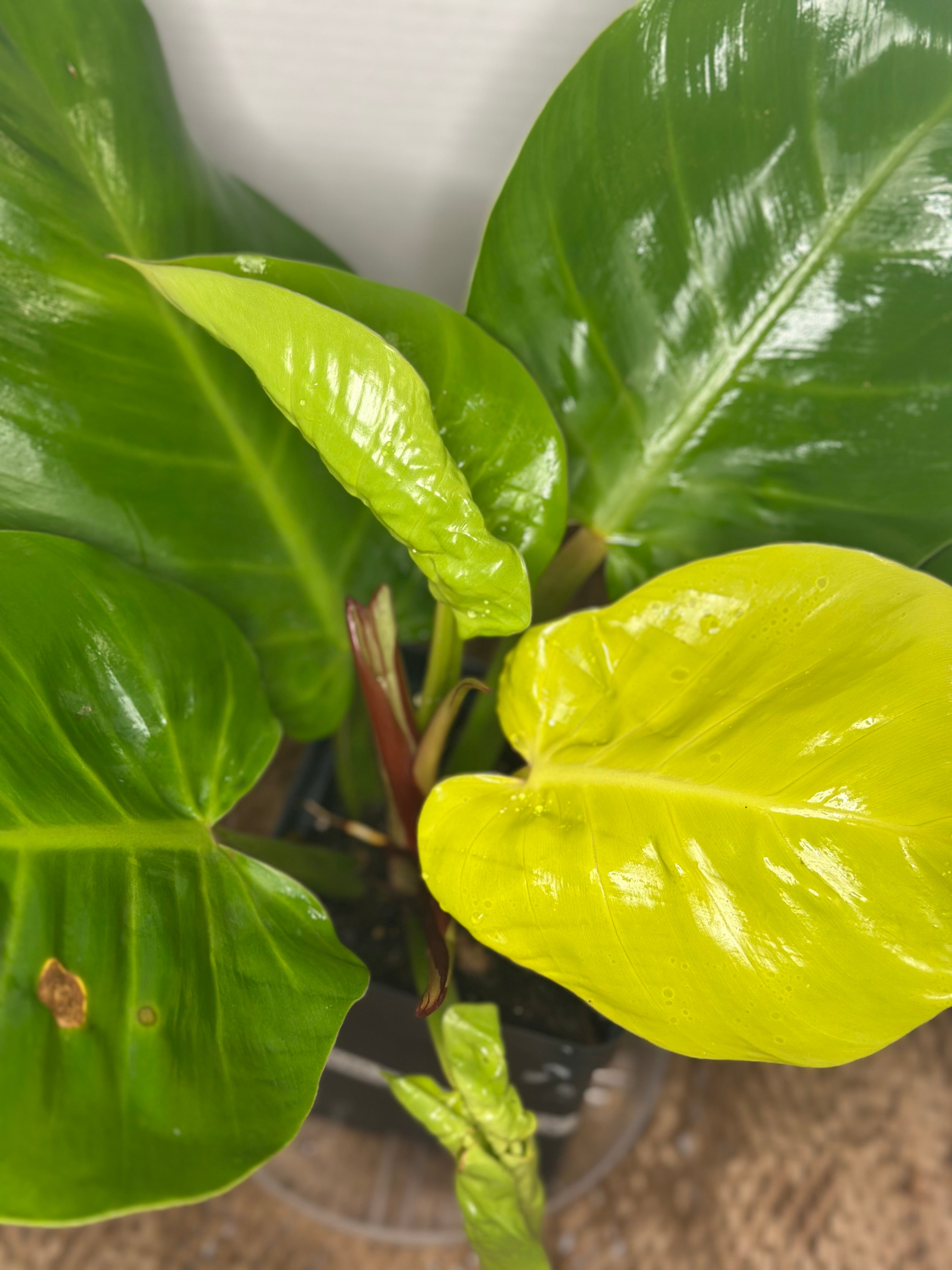 🔥 Philodendron Yellow Flame (Golden Fire Climber)