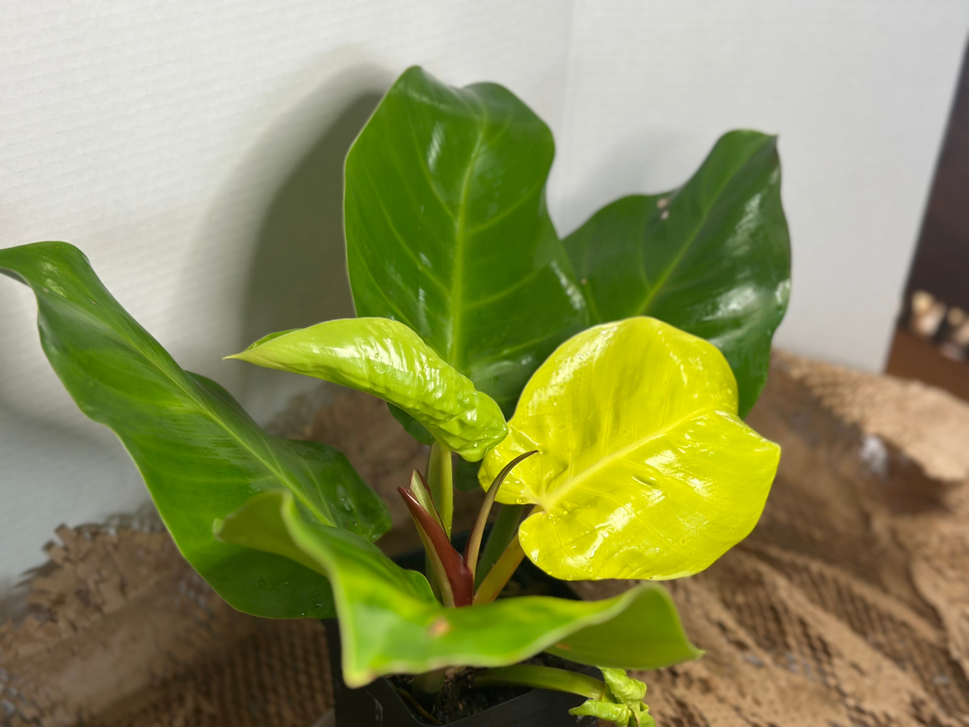 🔥 Philodendron Yellow Flame (Golden Fire Climber)