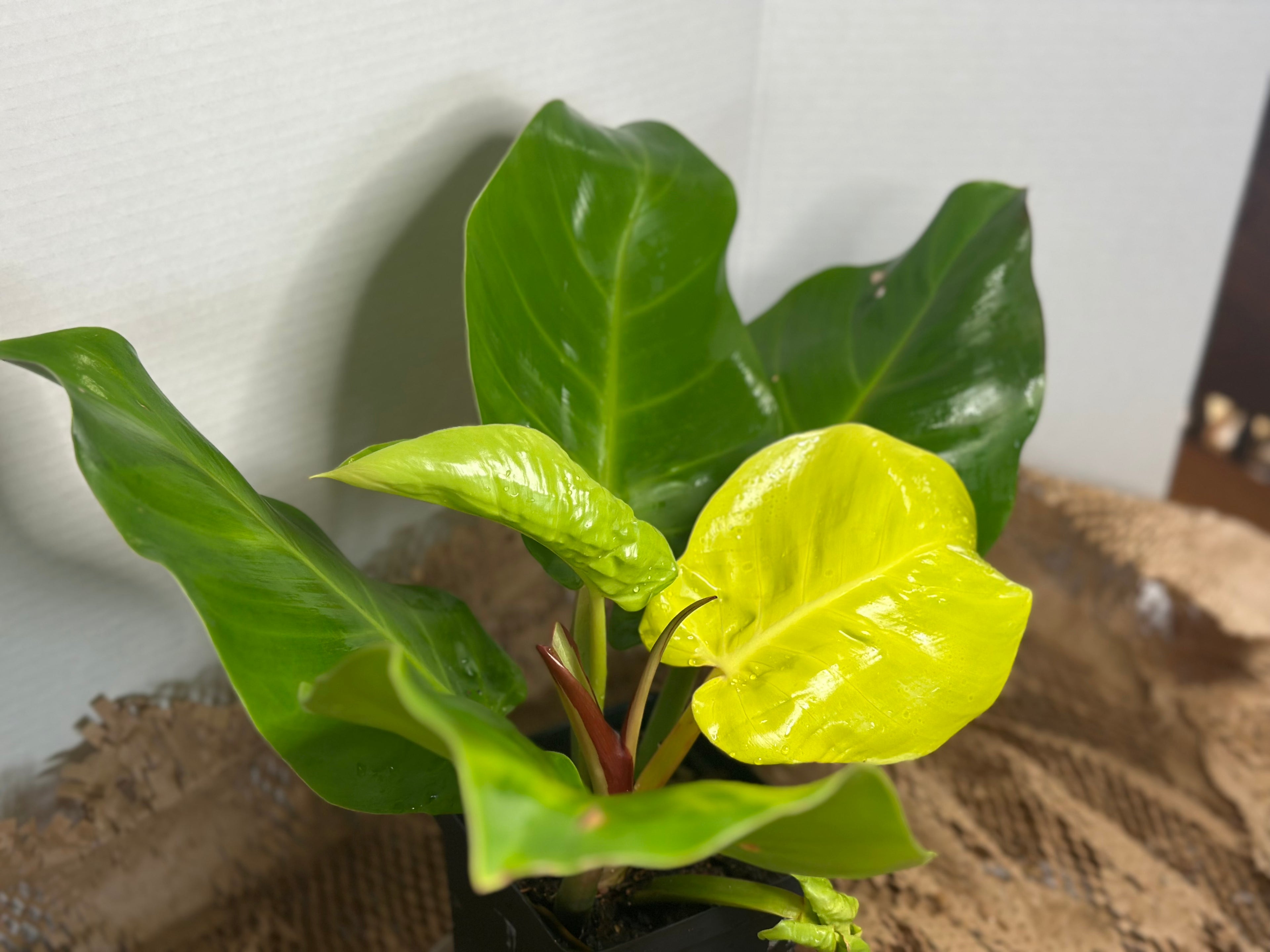 🔥 Philodendron Yellow Flame (Golden Fire Climber)