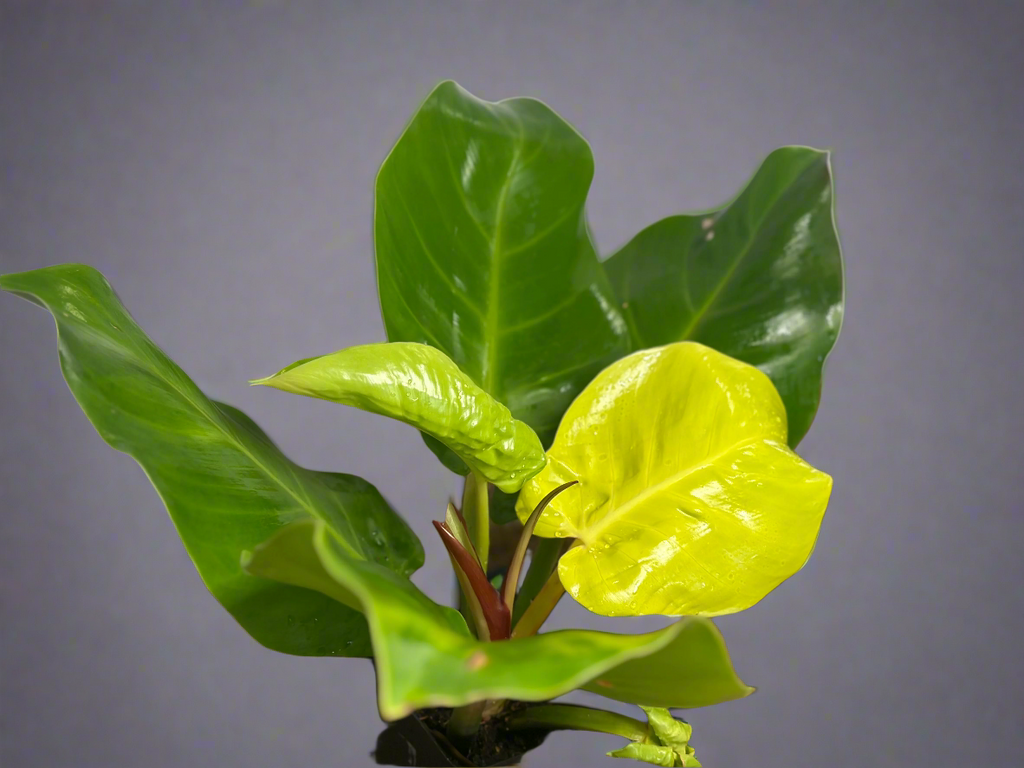 🔥 Philodendron Yellow Flame (Golden Fire Climber)
