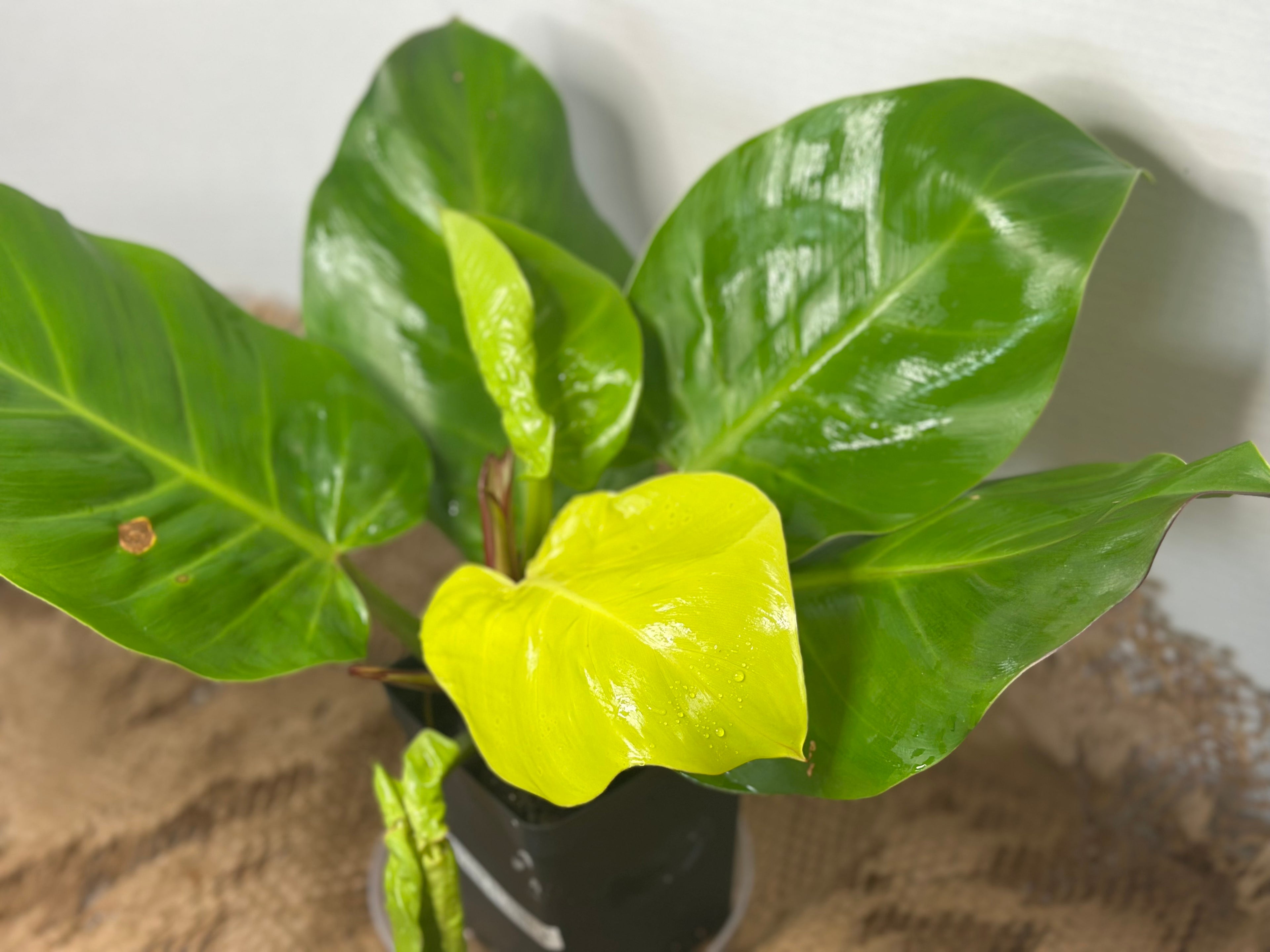 🔥 Philodendron Yellow Flame (Golden Fire Climber)