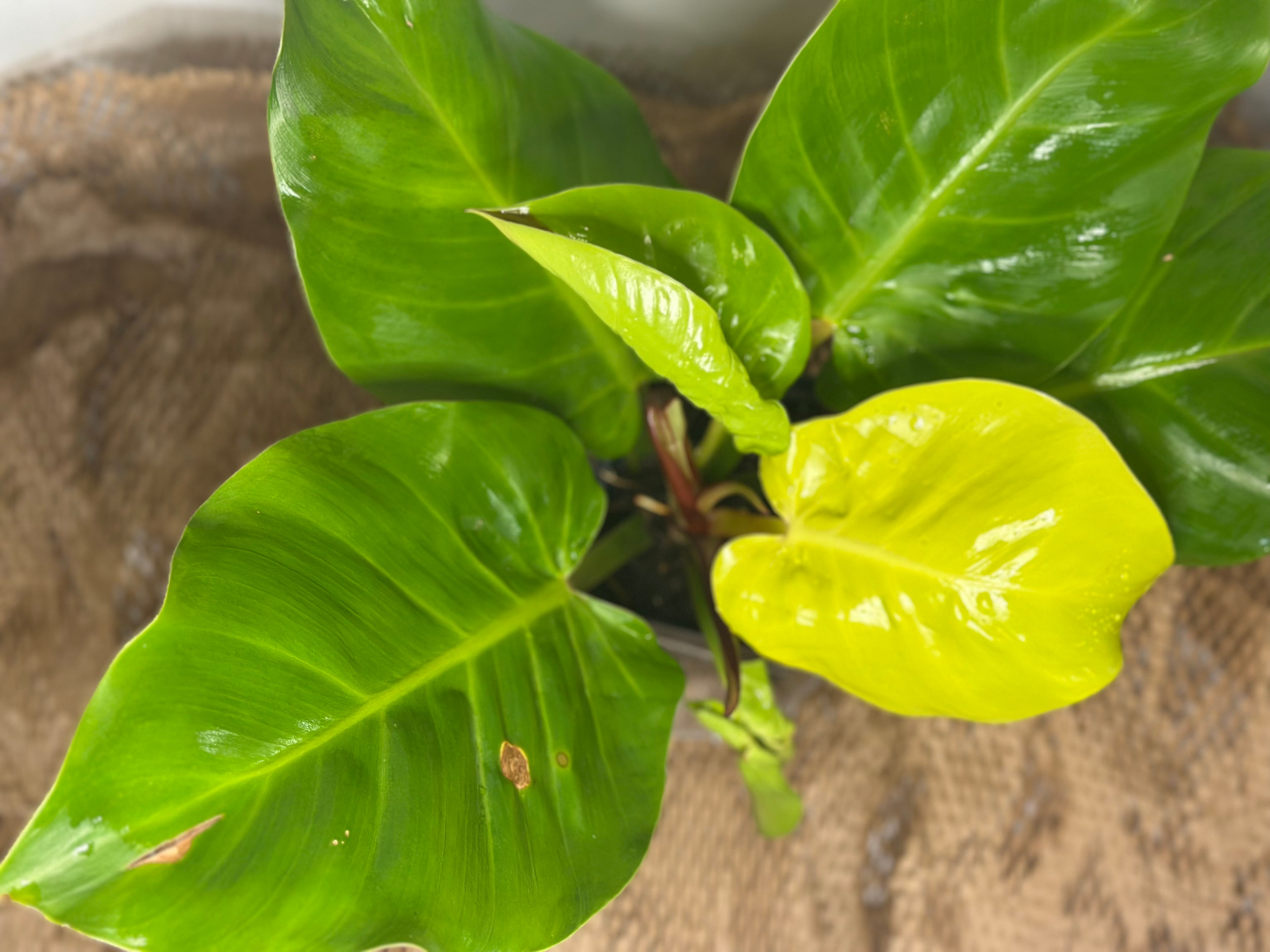🔥 Philodendron Yellow Flame (Golden Fire Climber)