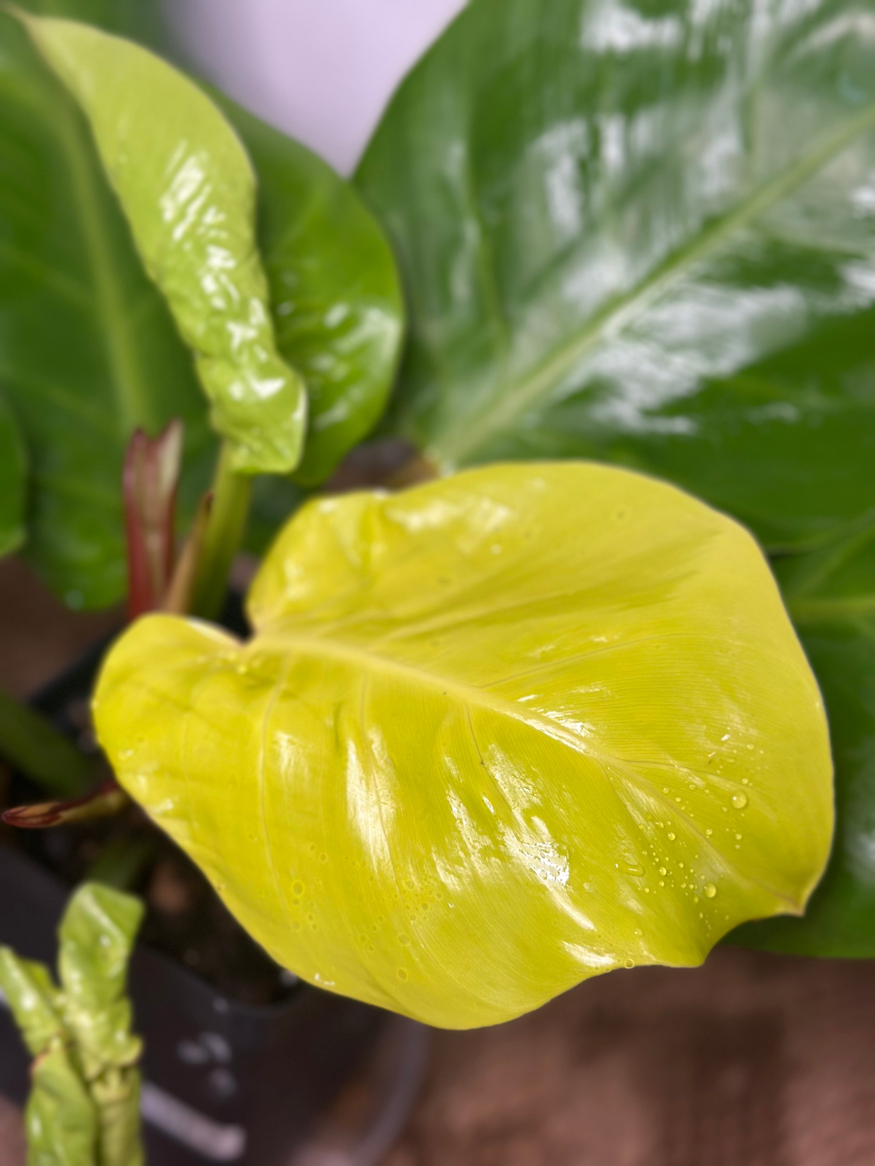 🔥 Philodendron Yellow Flame (Golden Fire Climber)