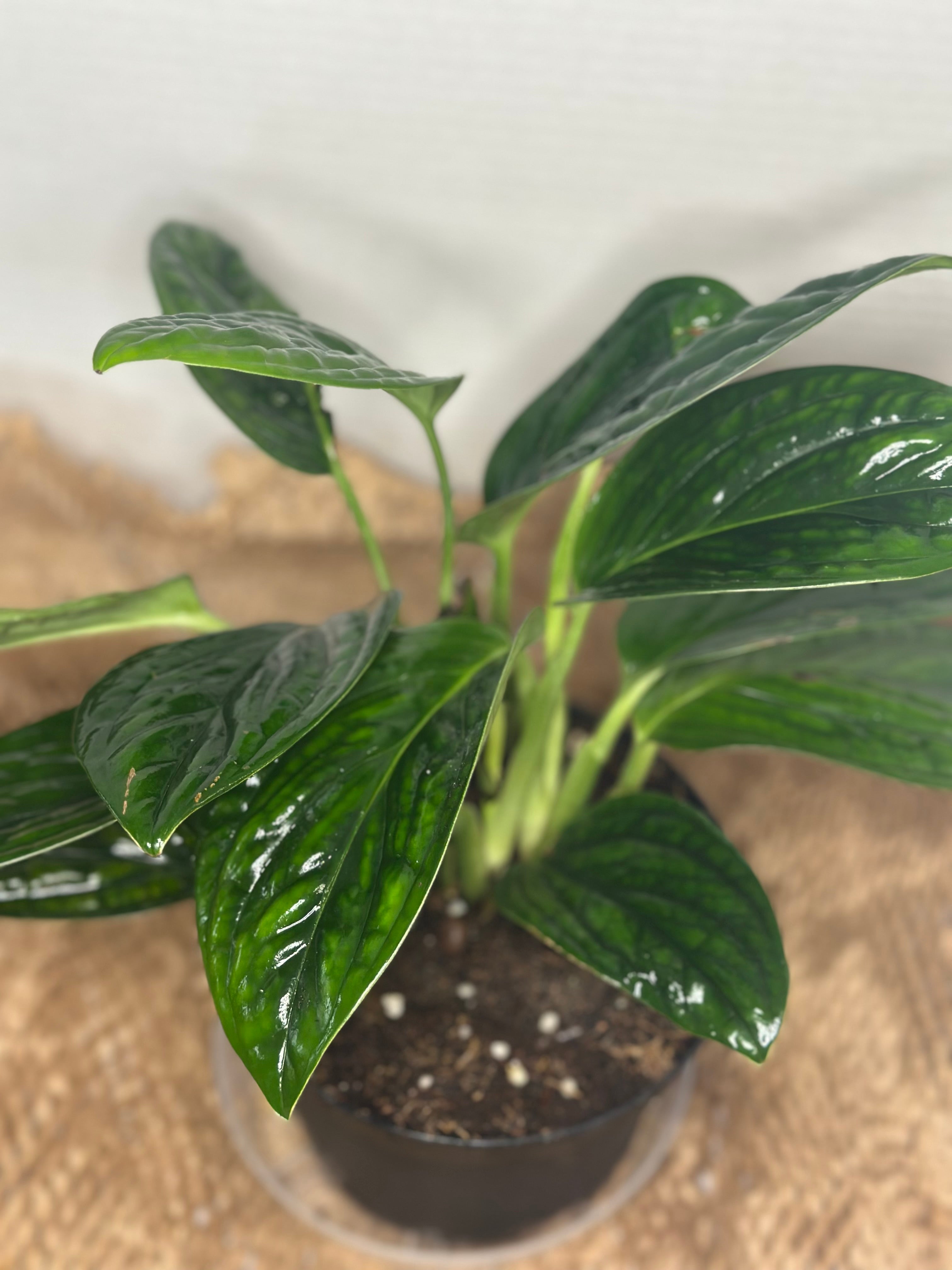 🌿 Monstera peru (Karstenianum)