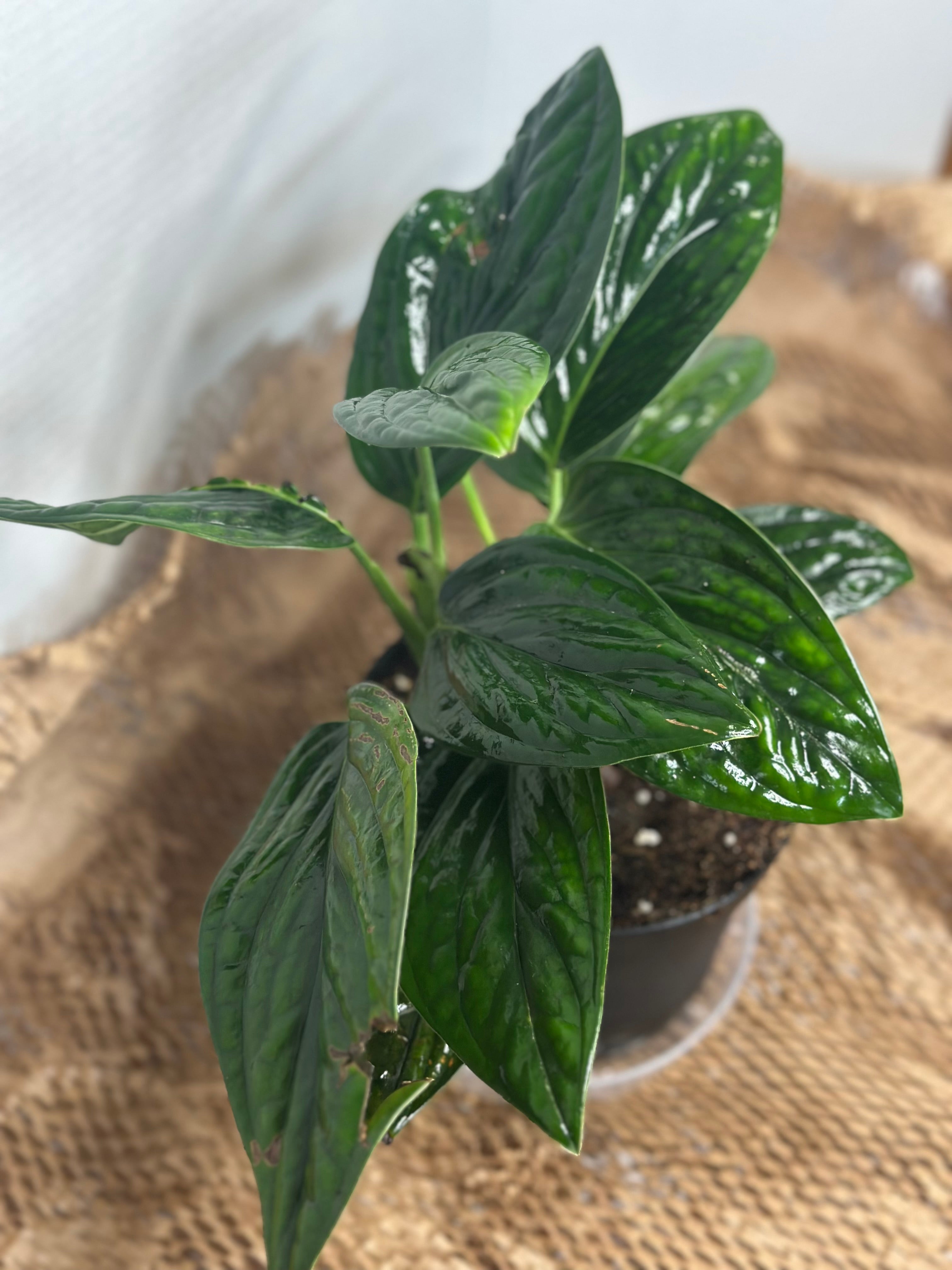 🌿 Monstera peru (Karstenianum)