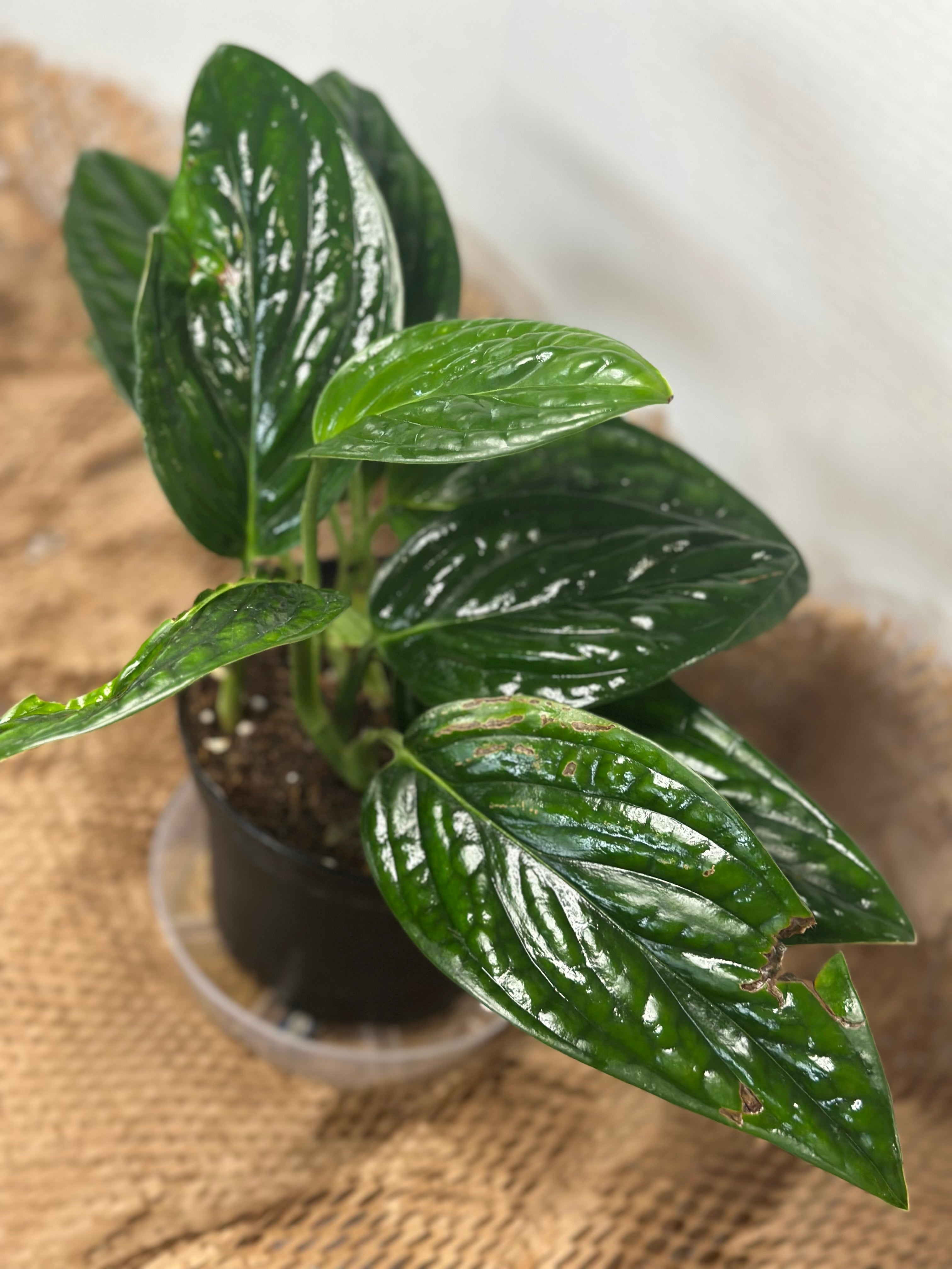 🌿 Monstera peru (Karstenianum)