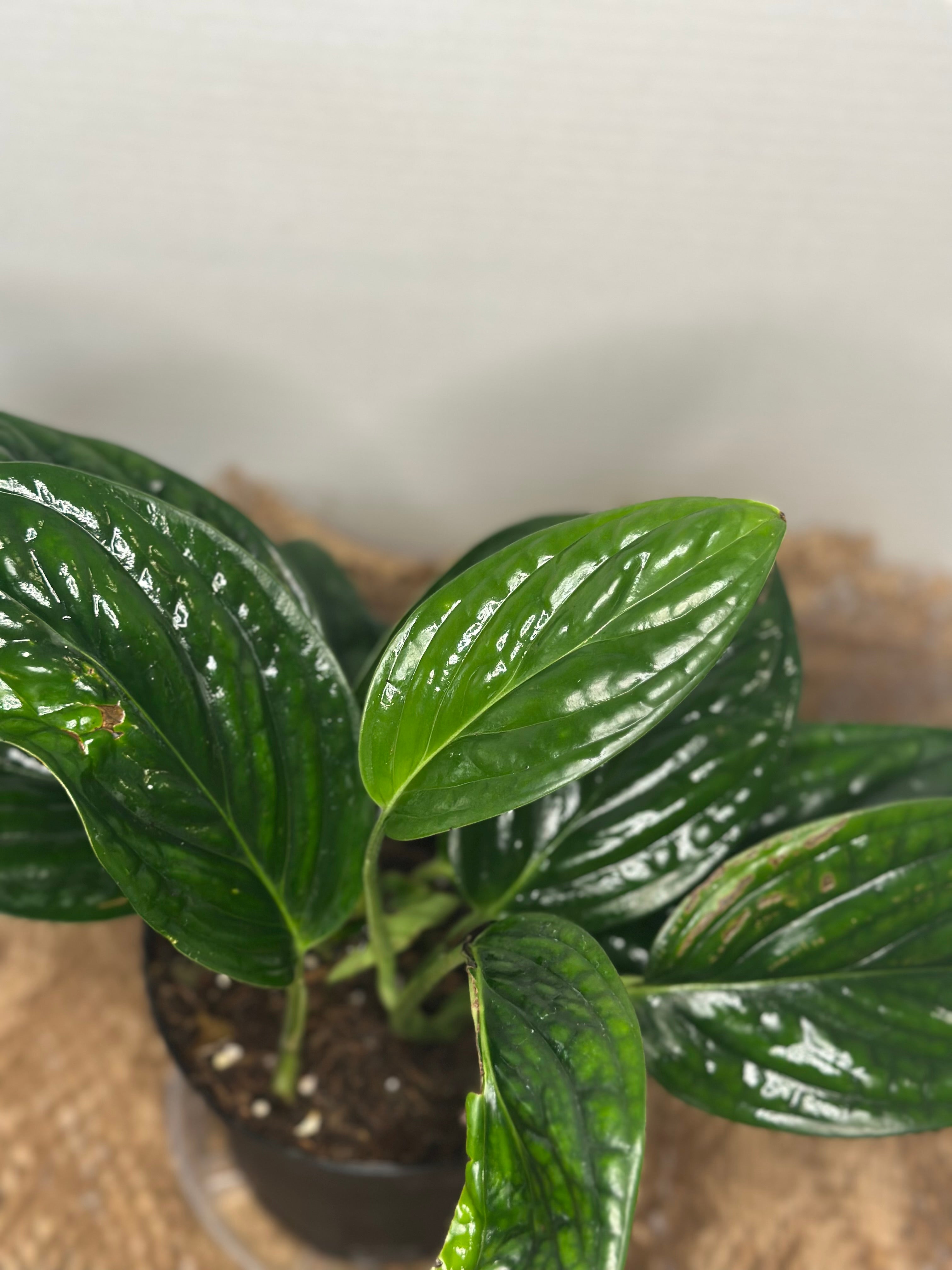 🌿 Monstera peru (Karstenianum)