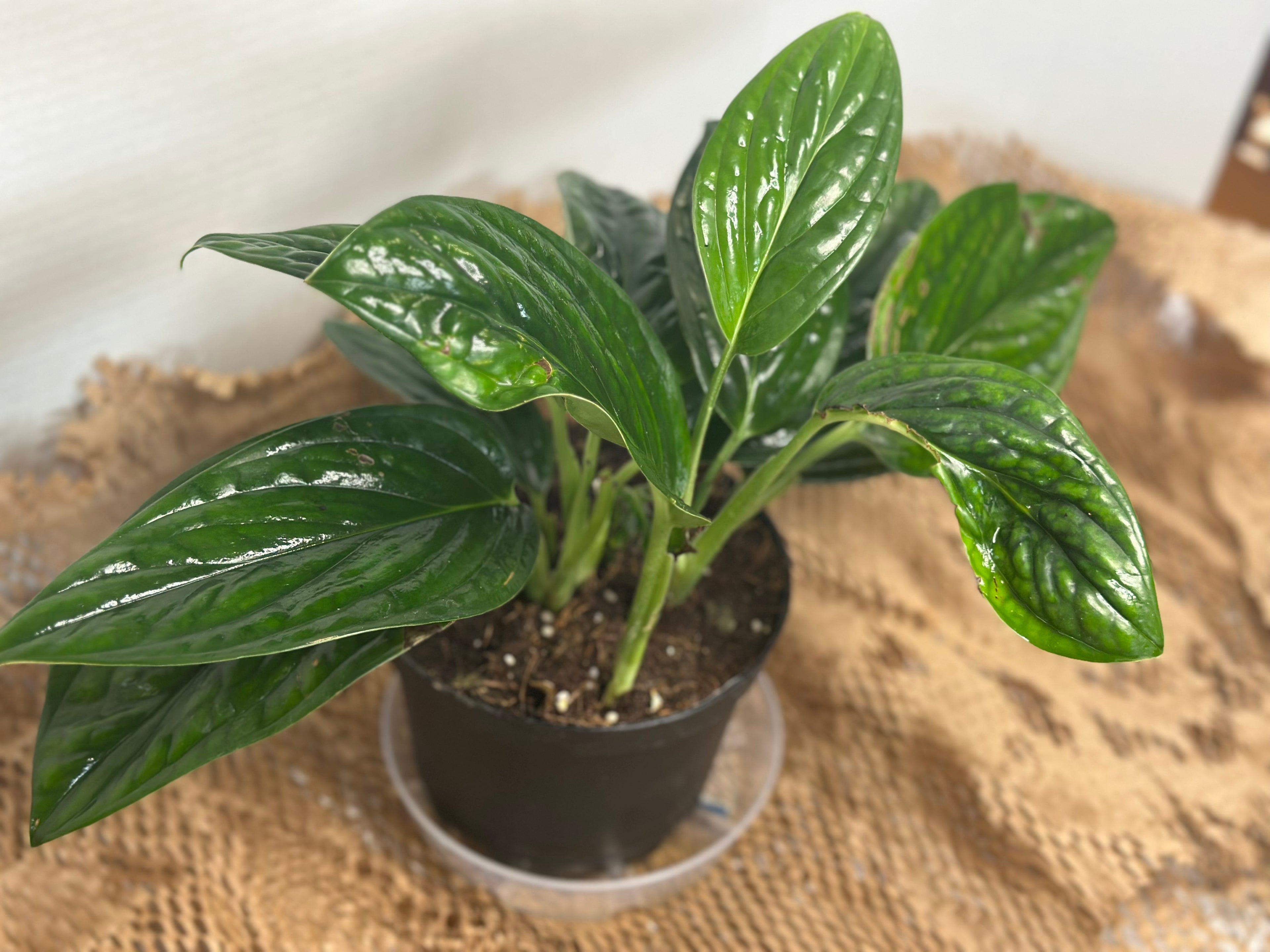 🌿 Monstera peru (Karstenianum)