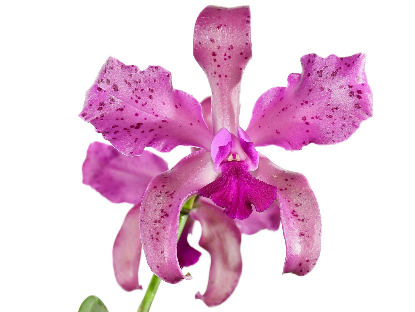 Laeliocattleya Vitoria Muñoz