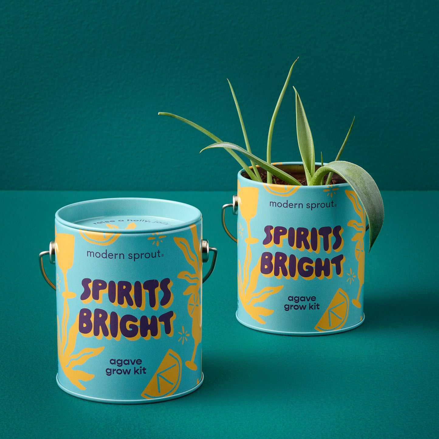 Seasonal Complimentary Colors Grow Kits