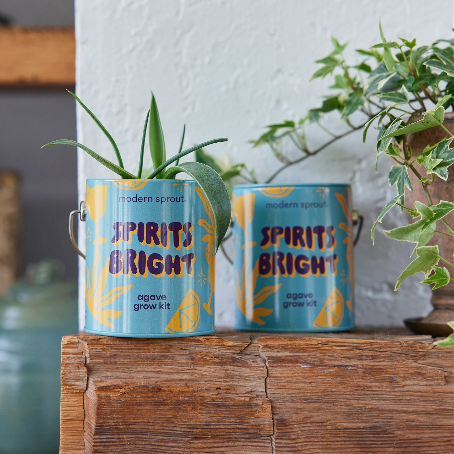 Seasonal Complimentary Colors Grow Kits