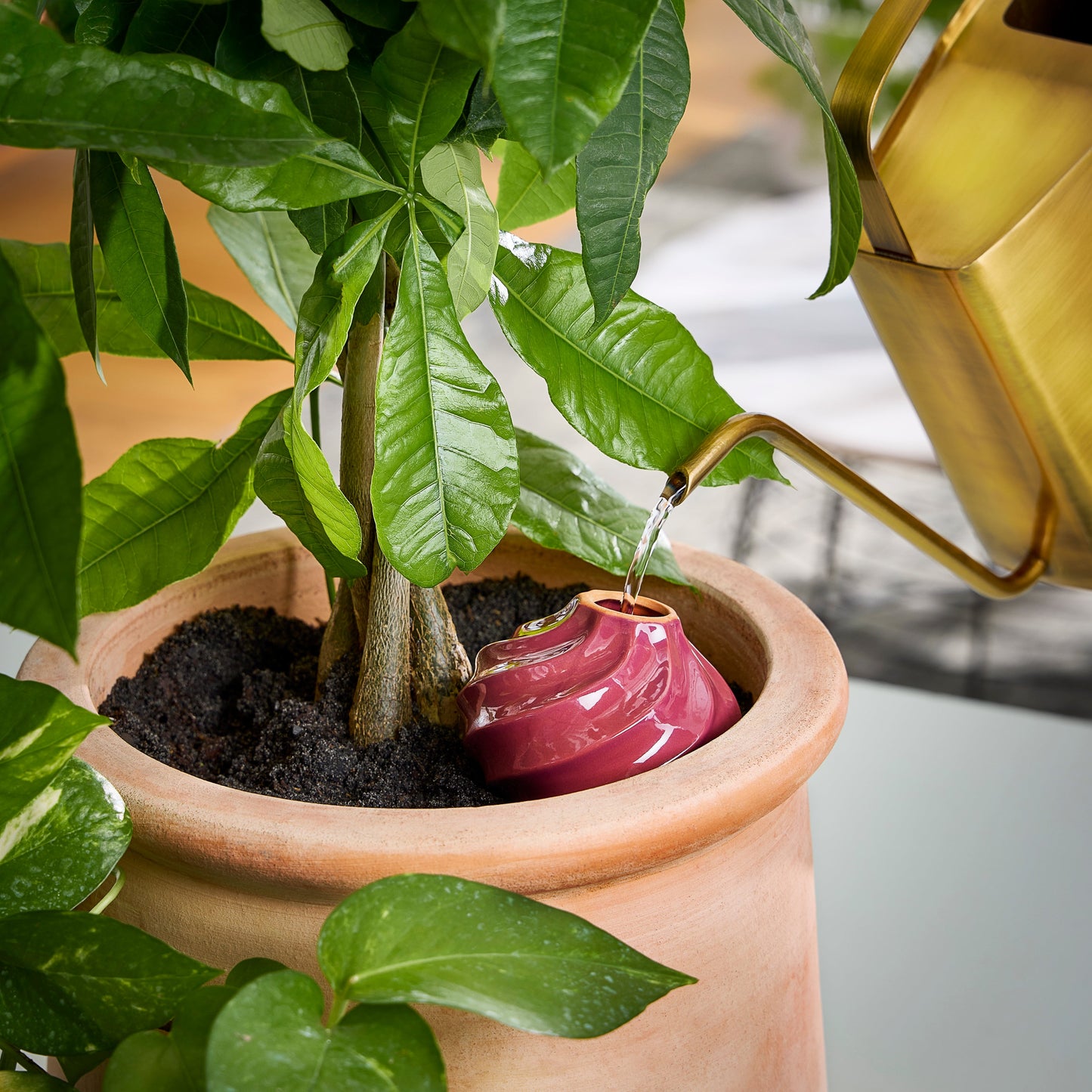 Terracotta Watering Bulbs