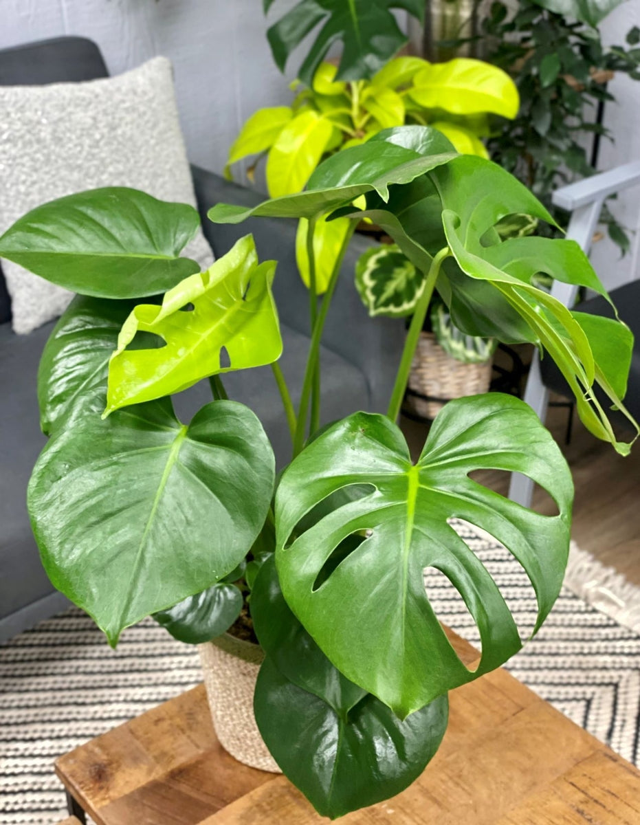 Mysteria® Deliciosa