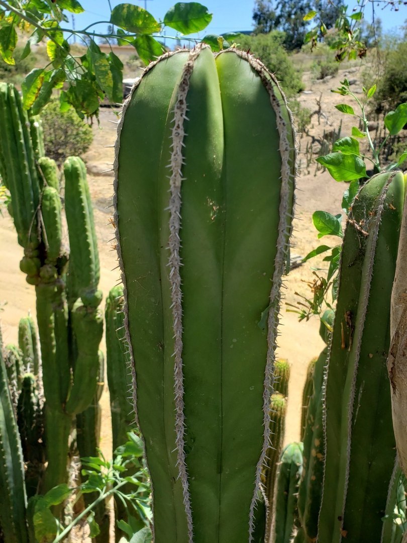Pachycereus Marginatus Mexican Fence Post Cactus Potted and Cuttings