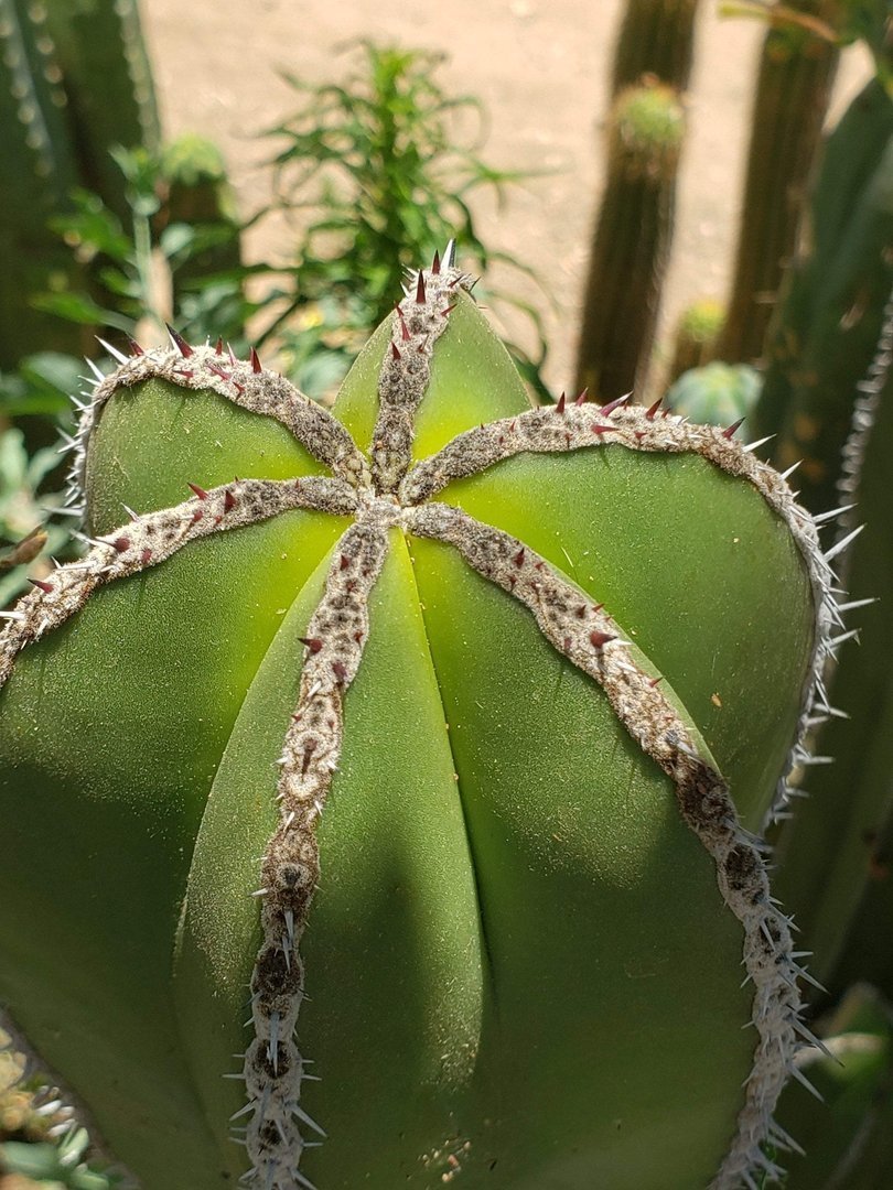 Pachycereus Marginatus Mexican Fence Post Cactus Potted and Cuttings
