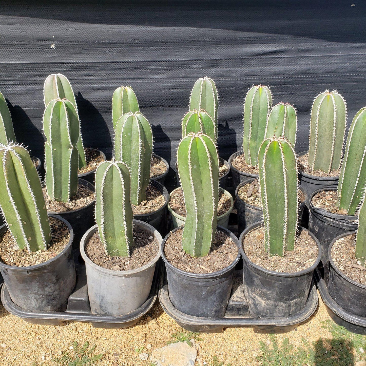 Pachycereus Marginatus Mexican Fence Post Cactus Potted and Cuttings