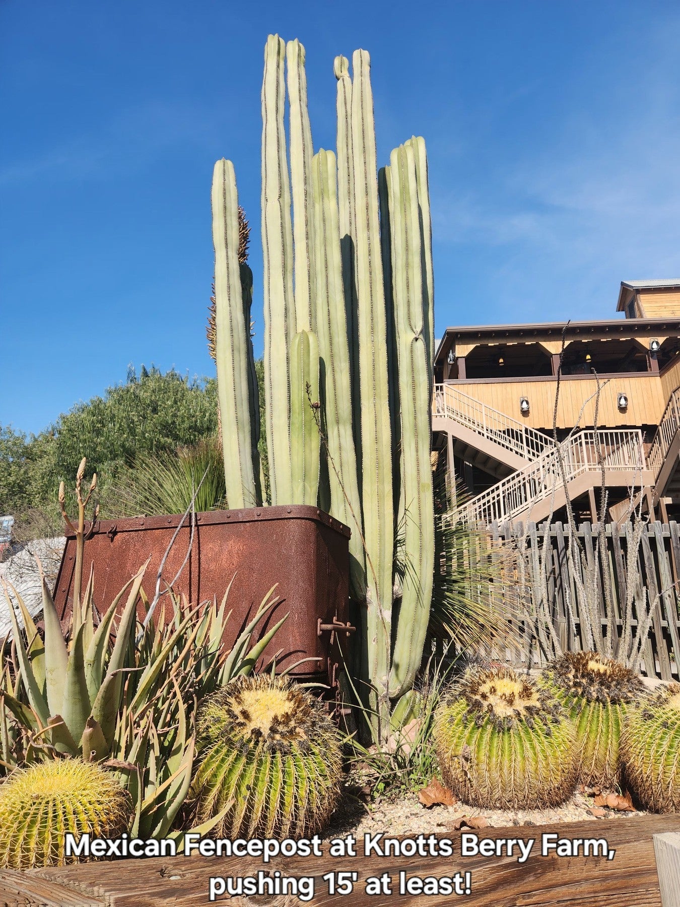 Pachycereus Marginatus Mexican Fence Post Cactus Potted and Cuttings